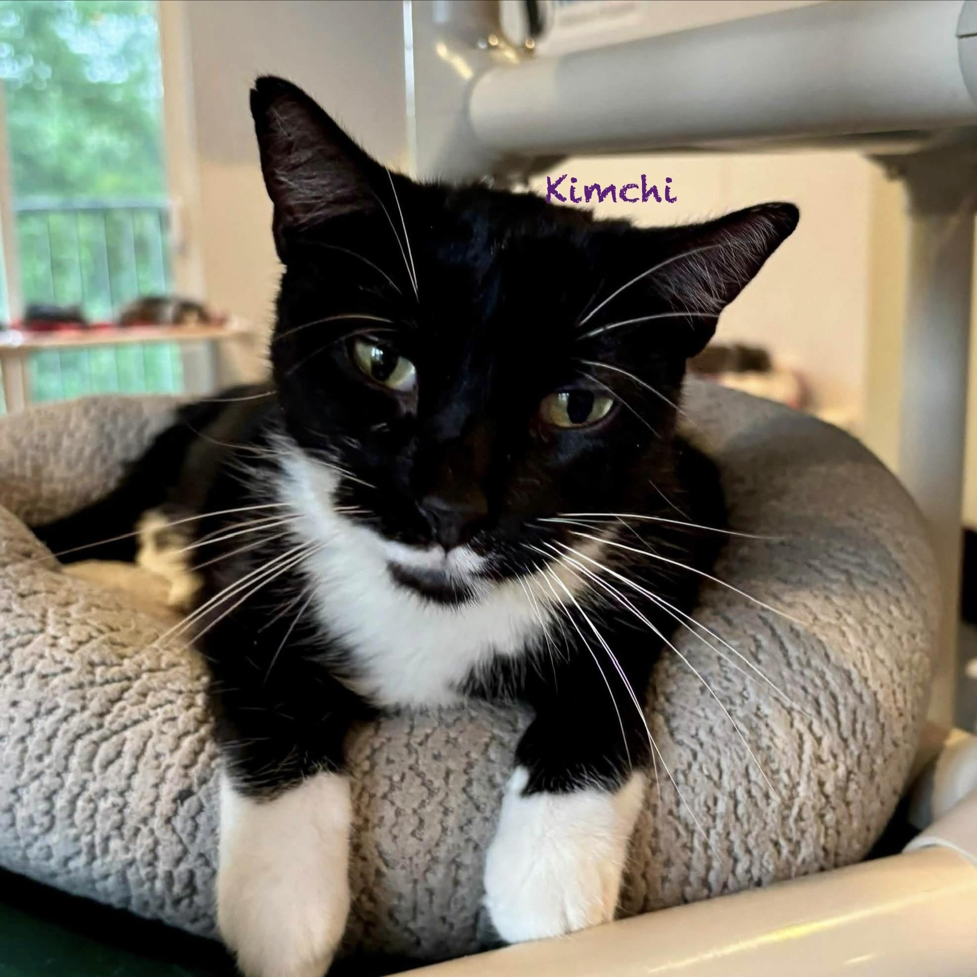 Kimchi, Adoptable, Adult Female Domestic Short Hair.