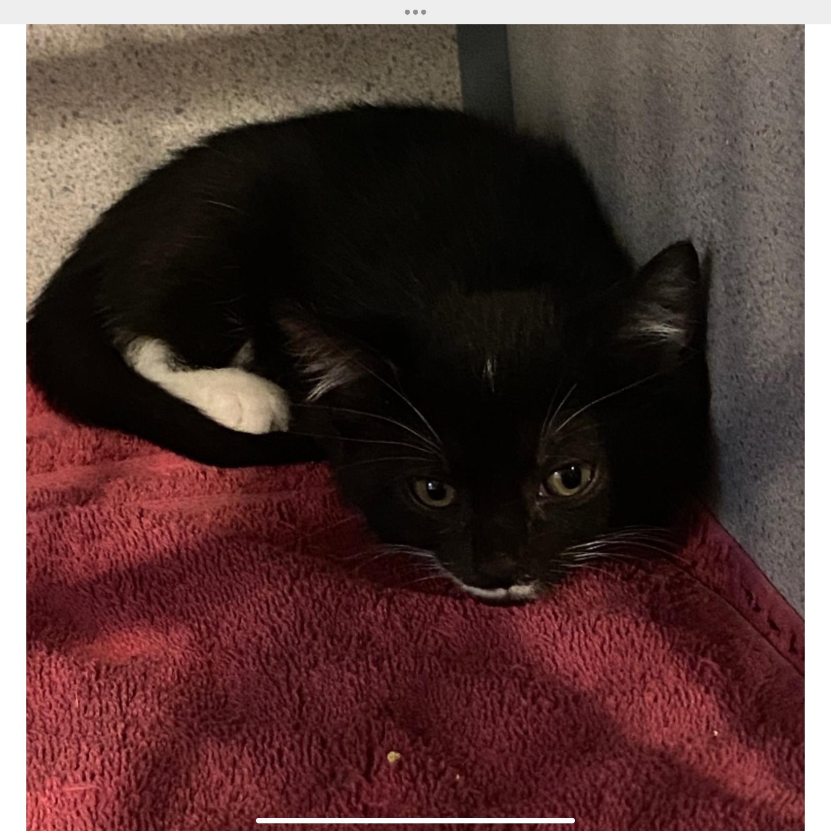 Enlarge Kimchi, a Adoptable Domestic Short Hair in Palatine, IL image 3/3
