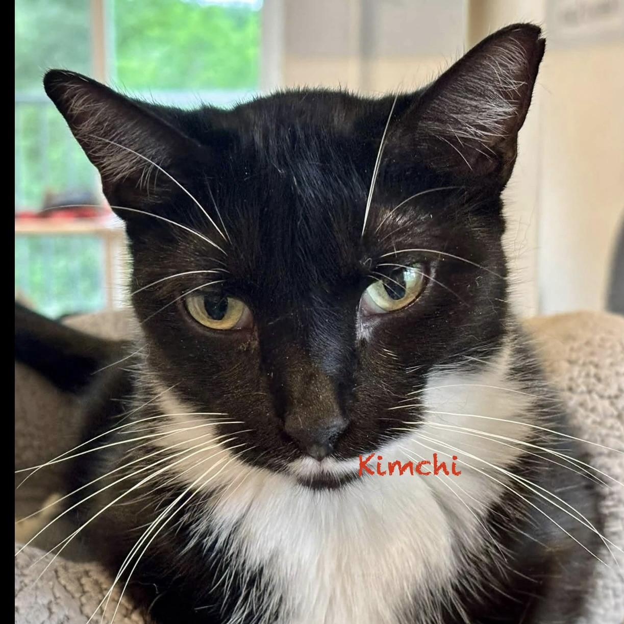 Enlarge Kimchi, a Adoptable Domestic Short Hair in Palatine, IL image 2/3