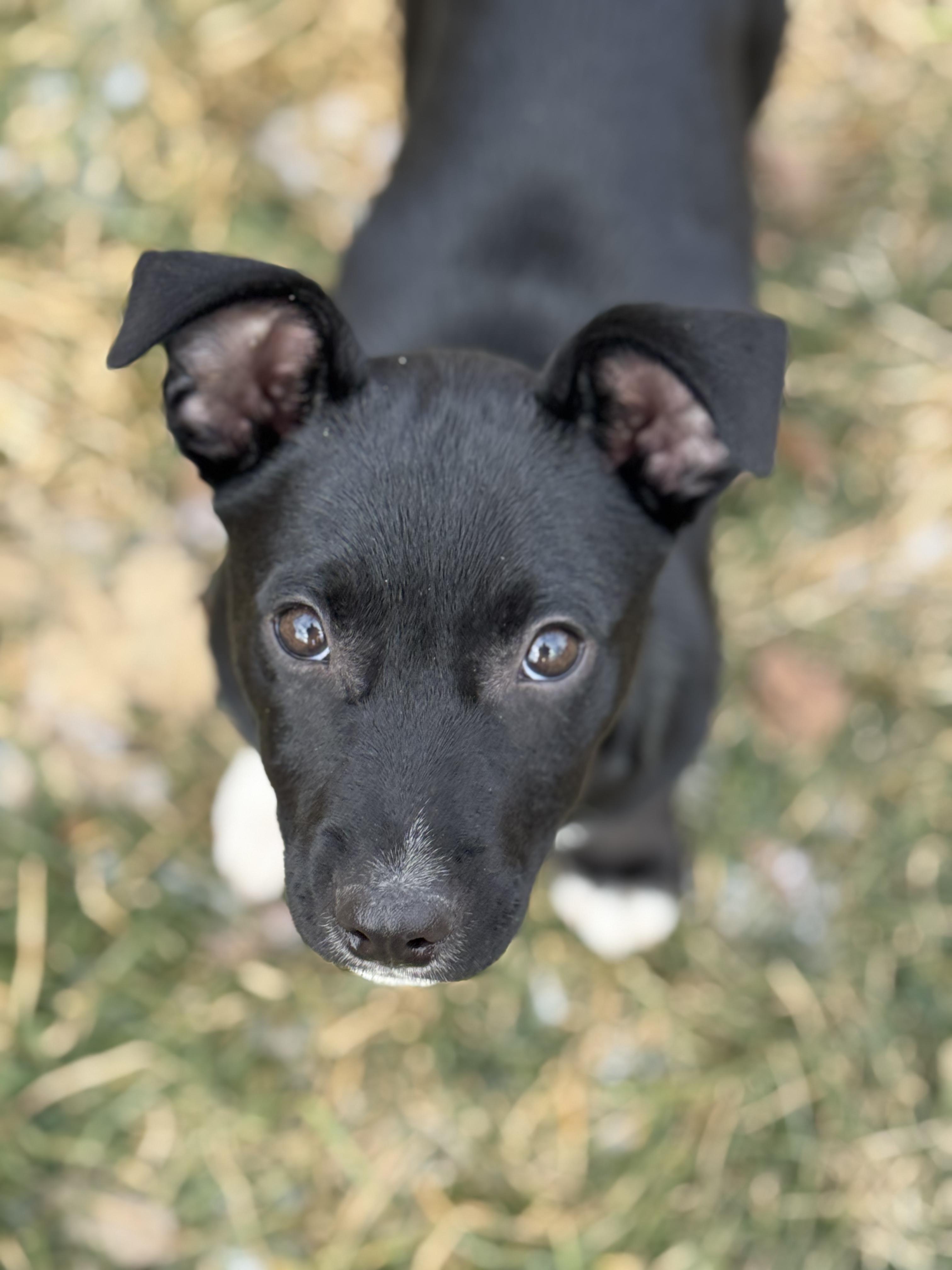 Enlarge Liam, an adopted Mixed Breed in Watertown, WI image 1/5