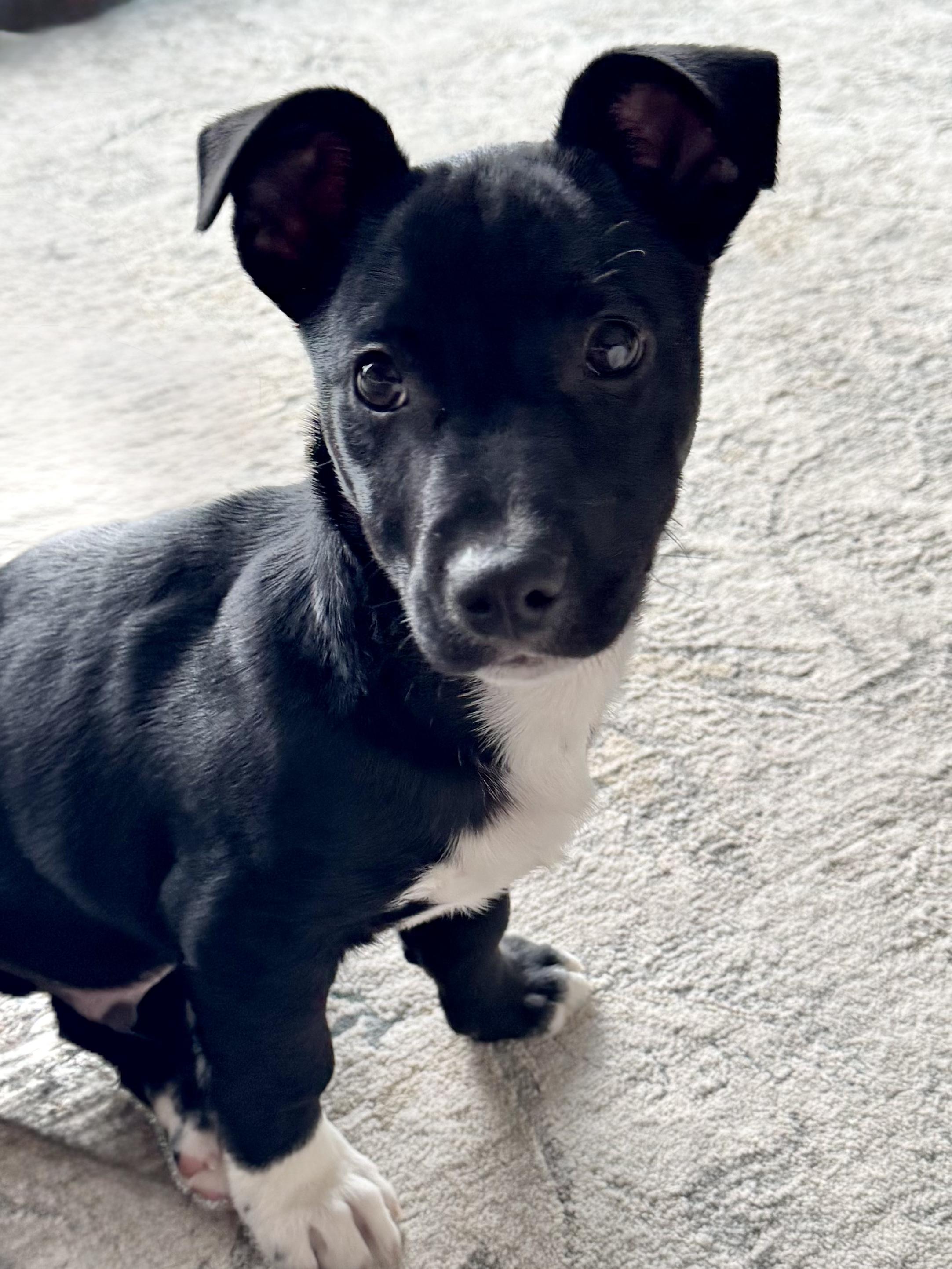 Enlarge Liam, an adopted Mixed Breed in Watertown, WI image 3/5