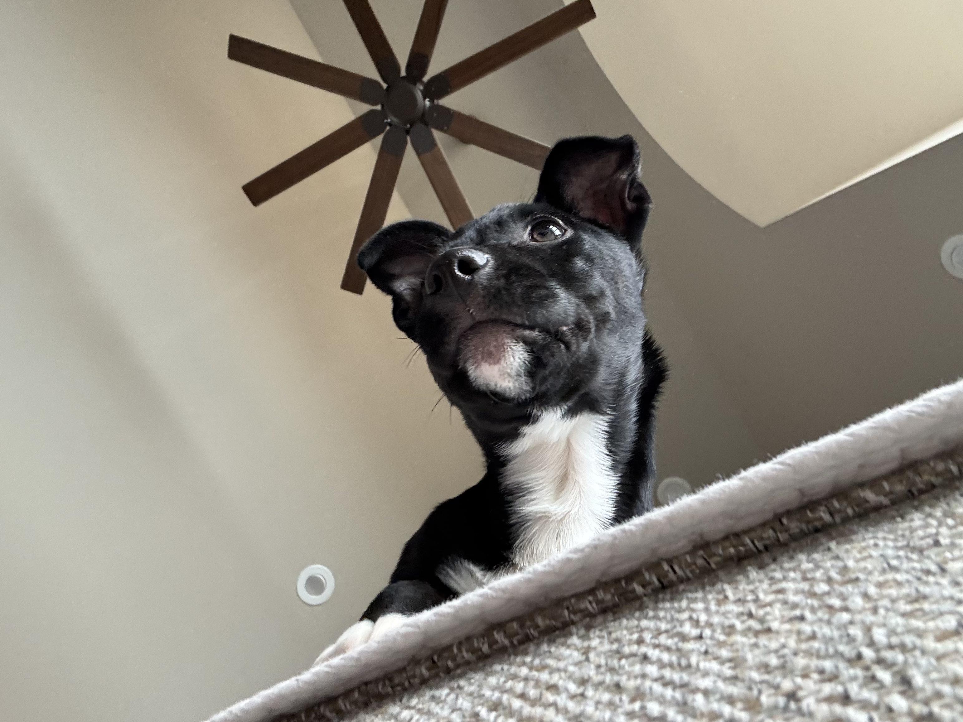 Enlarge Liam, an adopted Mixed Breed in Watertown, WI image 2/5