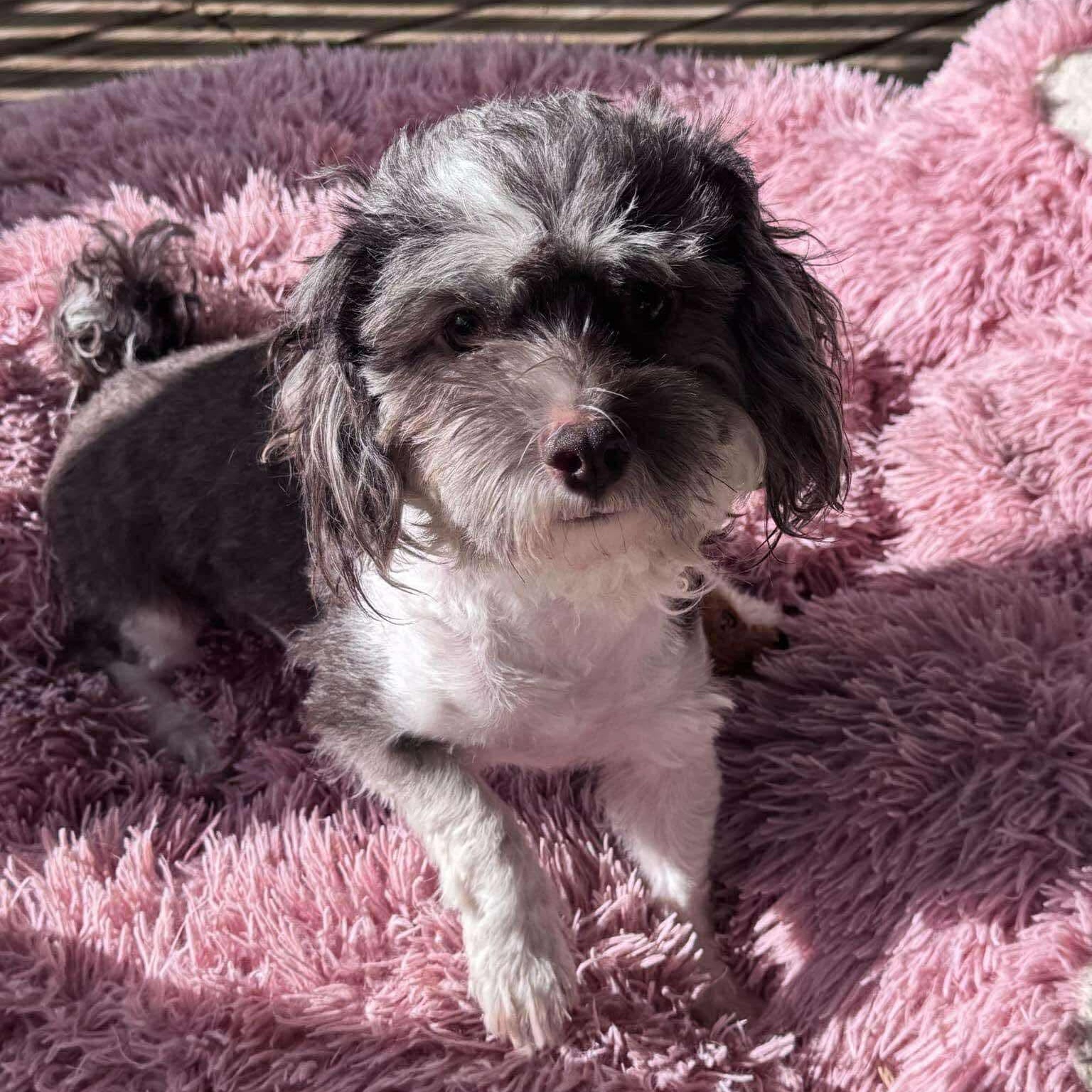 Enlarge Tashi, a Adoptable mixed breed in Austin, TX image 6/6