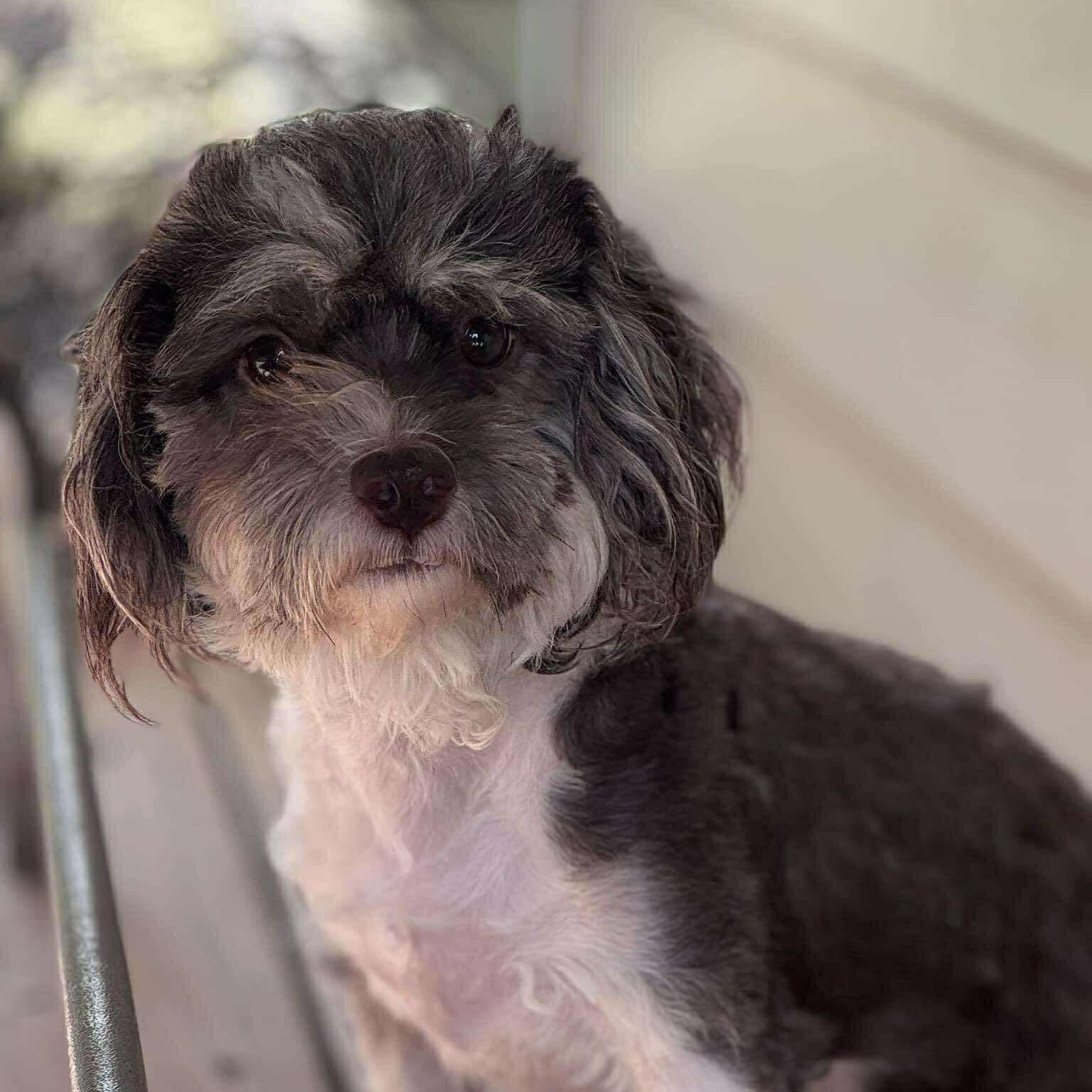 Enlarge Tashi, a Adoptable mixed breed in Austin, TX image 4/6