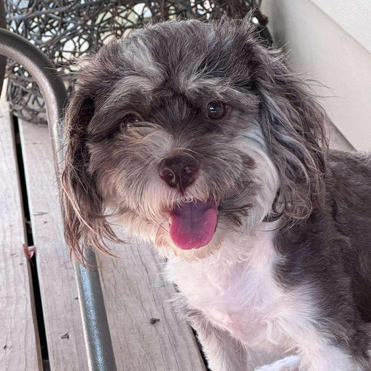 Enlarge Tashi, a Adoptable mixed breed in Austin, TX image 5/6