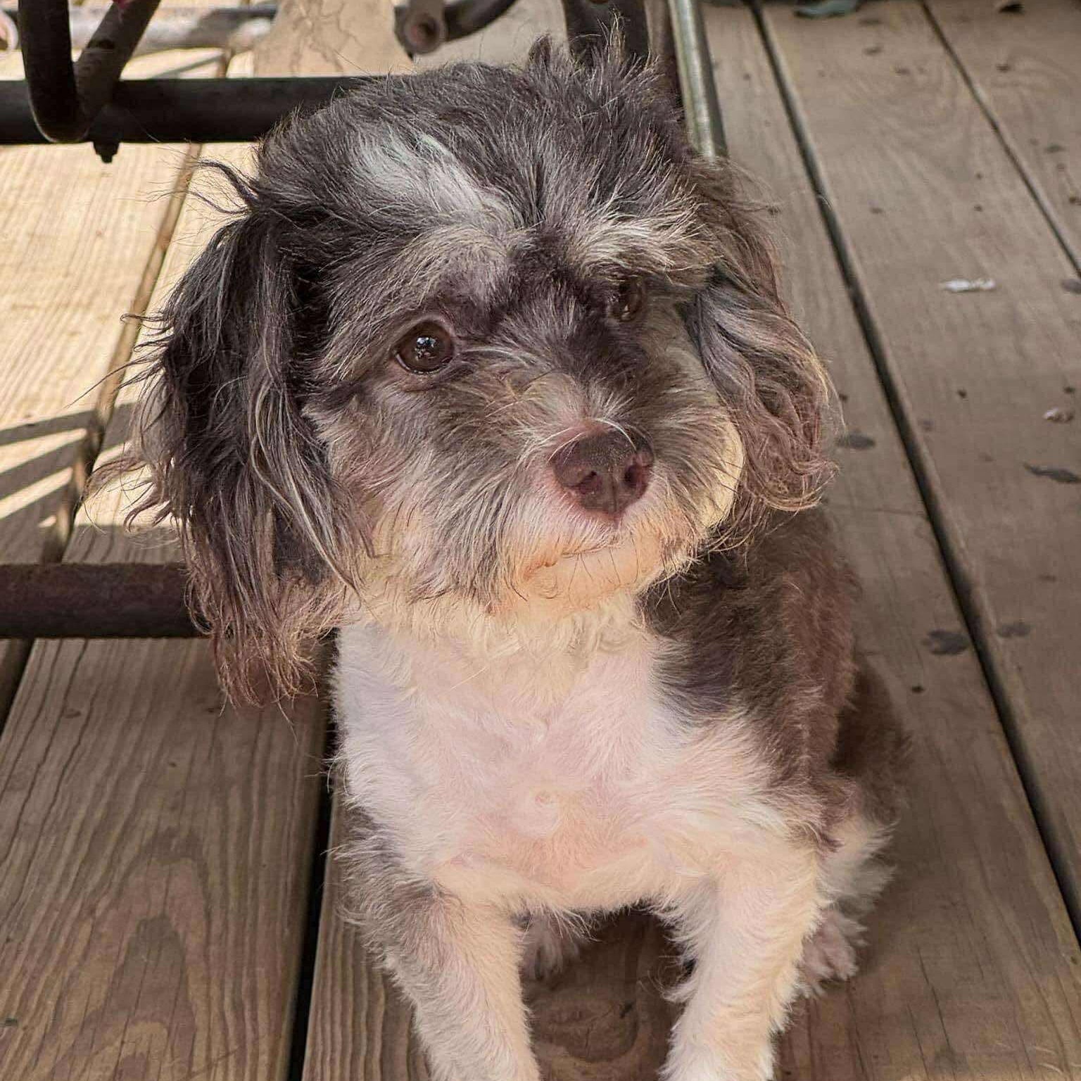 Enlarge Tashi, a Adoptable mixed breed in Austin, TX image 2/6