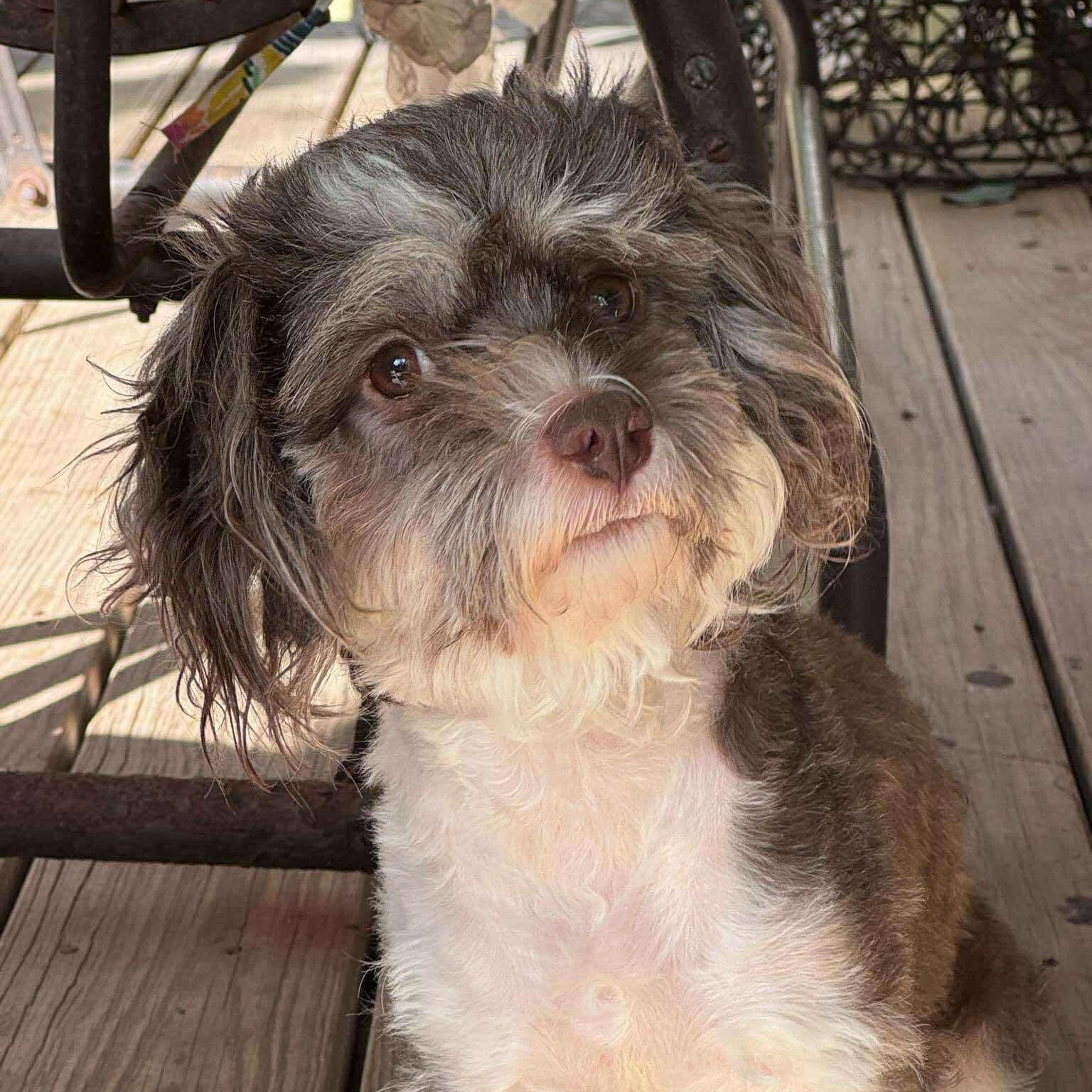 Enlarge Tashi, a Adoptable mixed breed in Austin, TX image 3/6