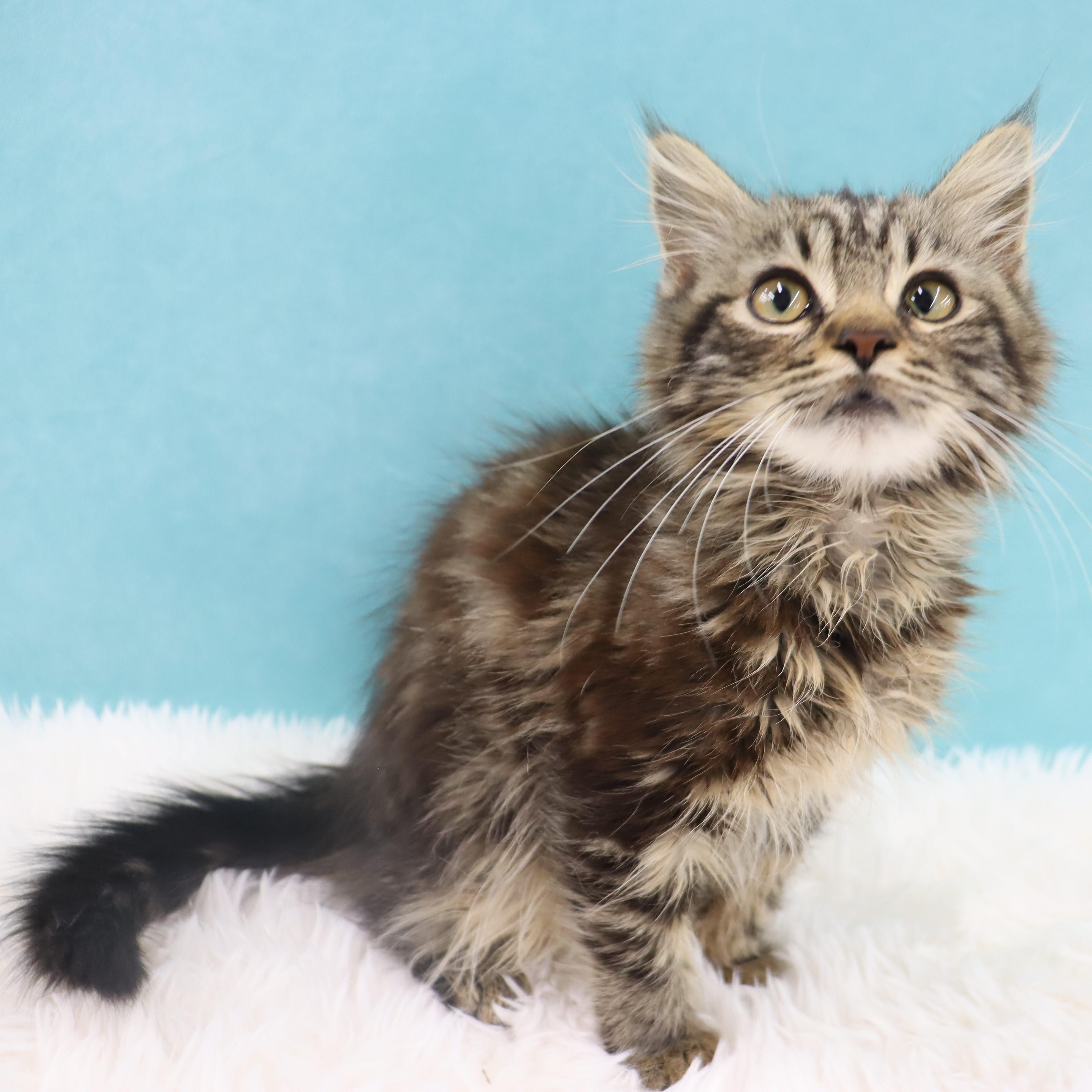 Mr. Molasses - Coming Soon!, an adopted mixed breed in League City, TX image 2/5