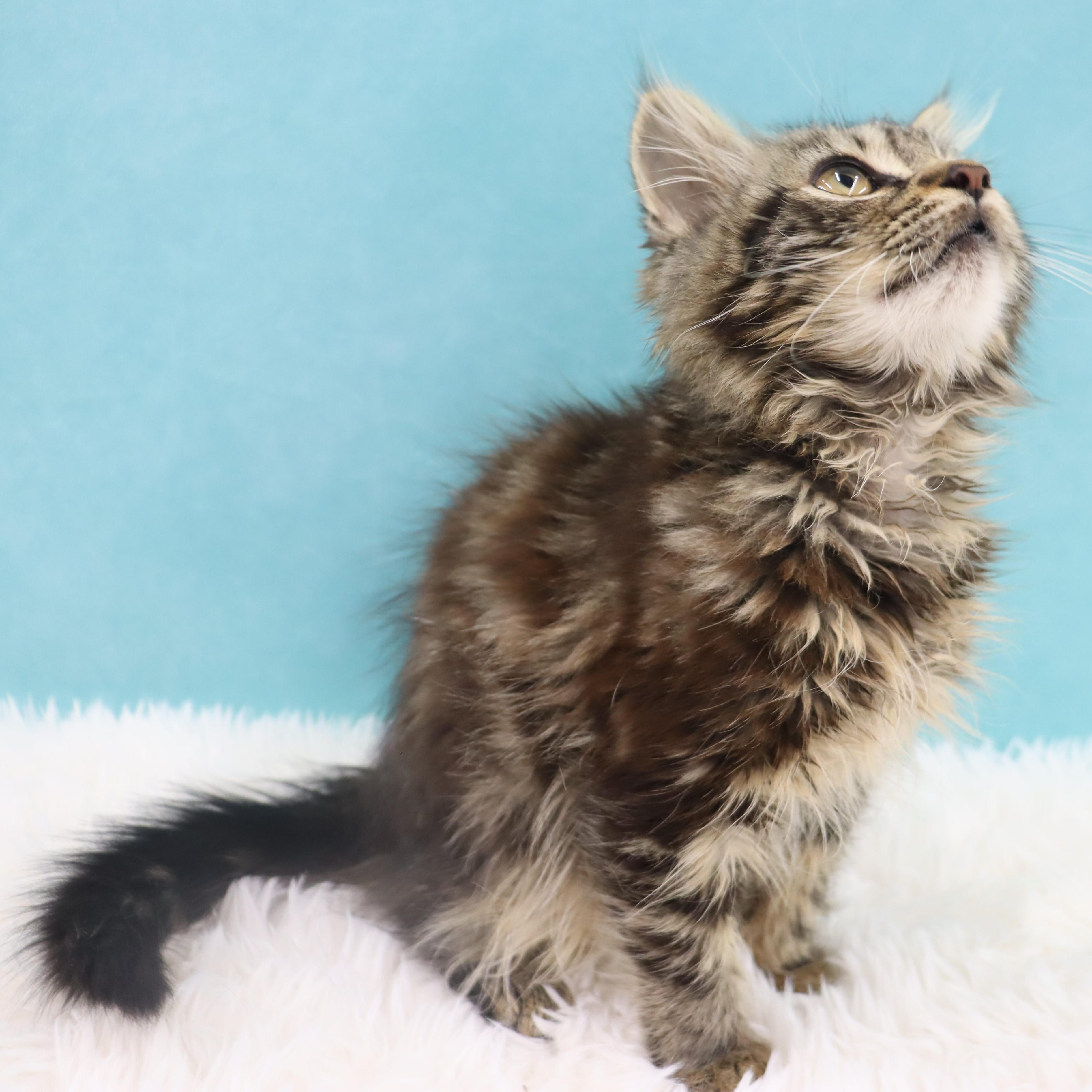 Mr. Molasses - Coming Soon!, an adopted mixed breed in League City, TX image 4/5