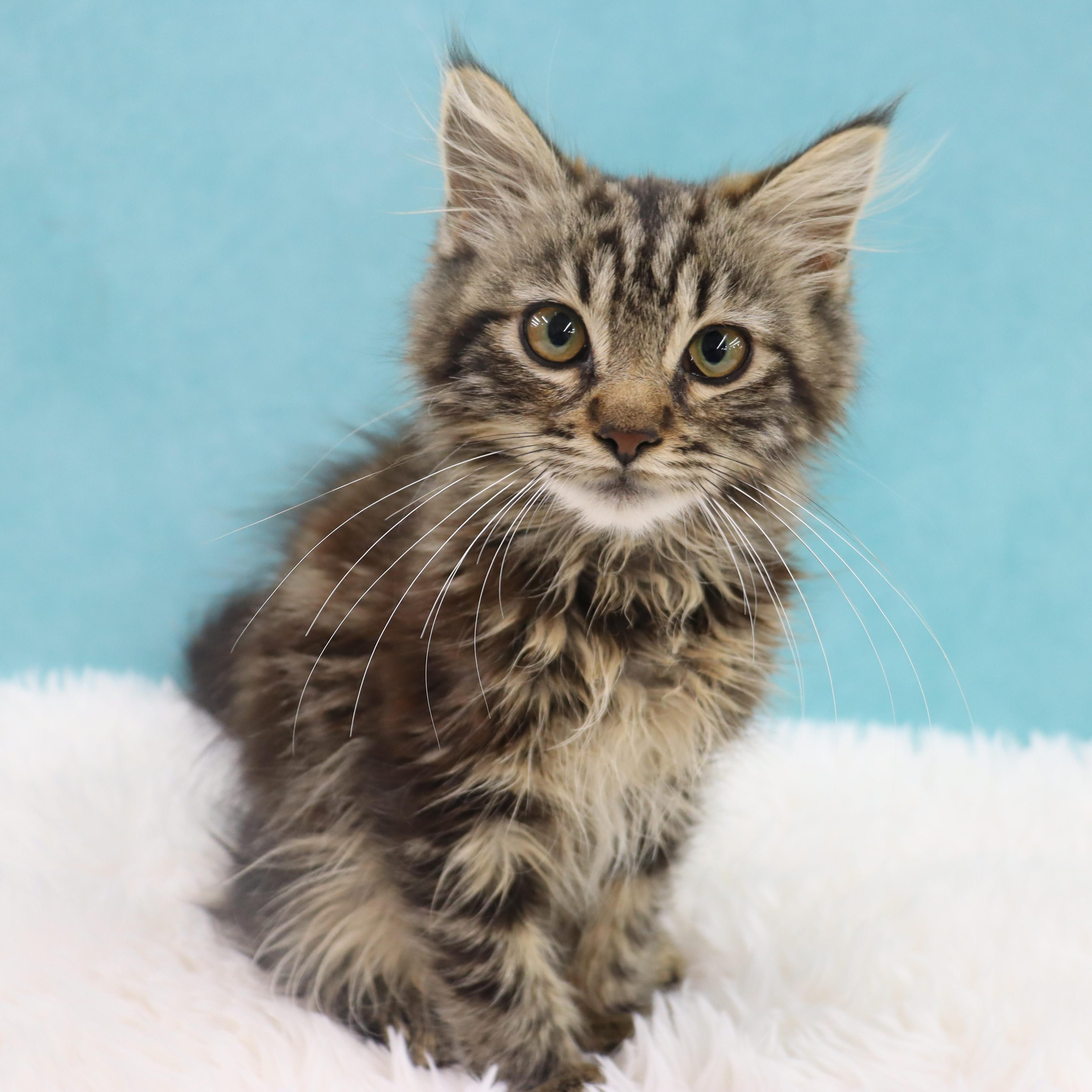 Mr. Molasses - Coming Soon!, an adopted mixed breed in League City, TX image 1/5