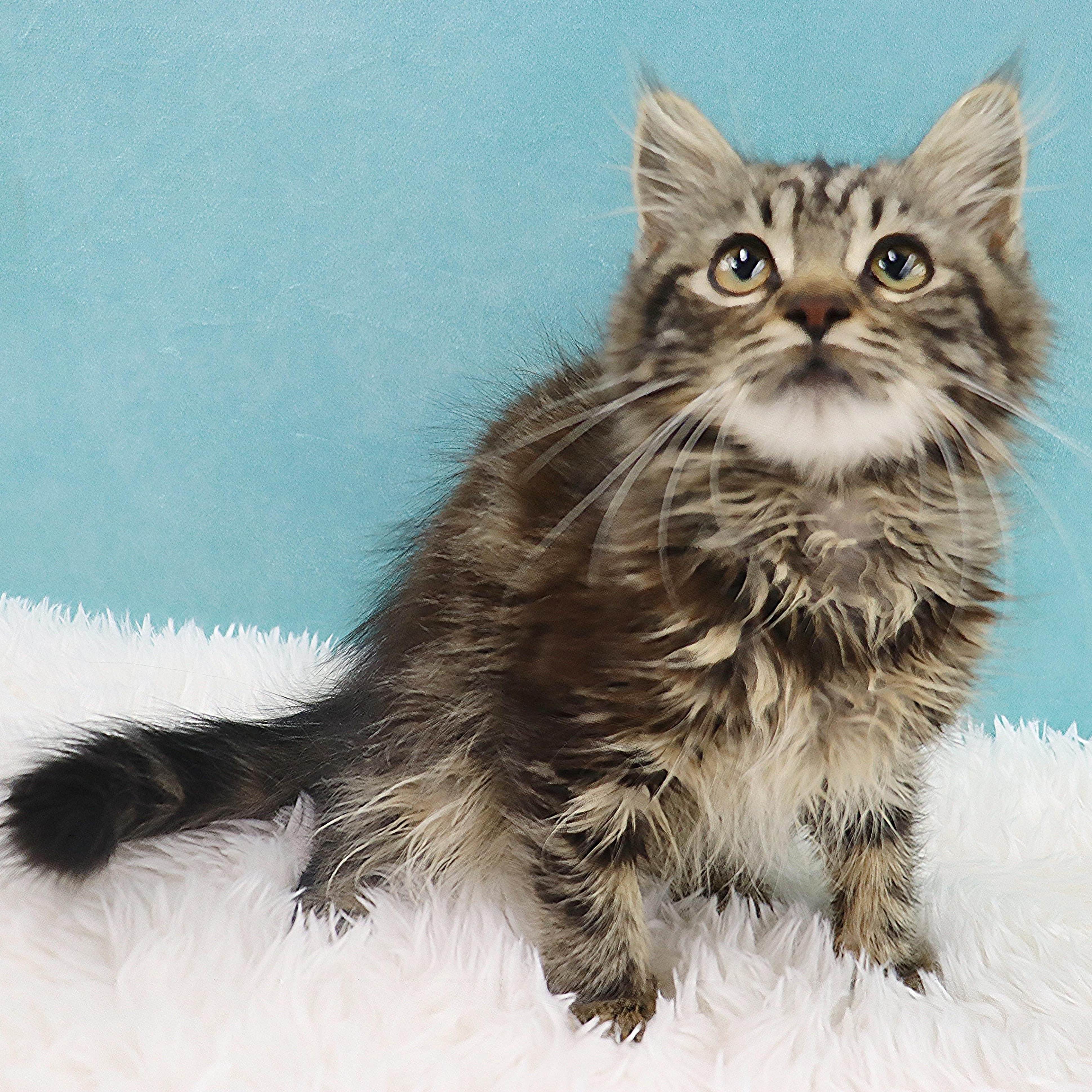 Mr. Molasses - Coming Soon!, an adopted mixed breed in League City, TX image 3/5