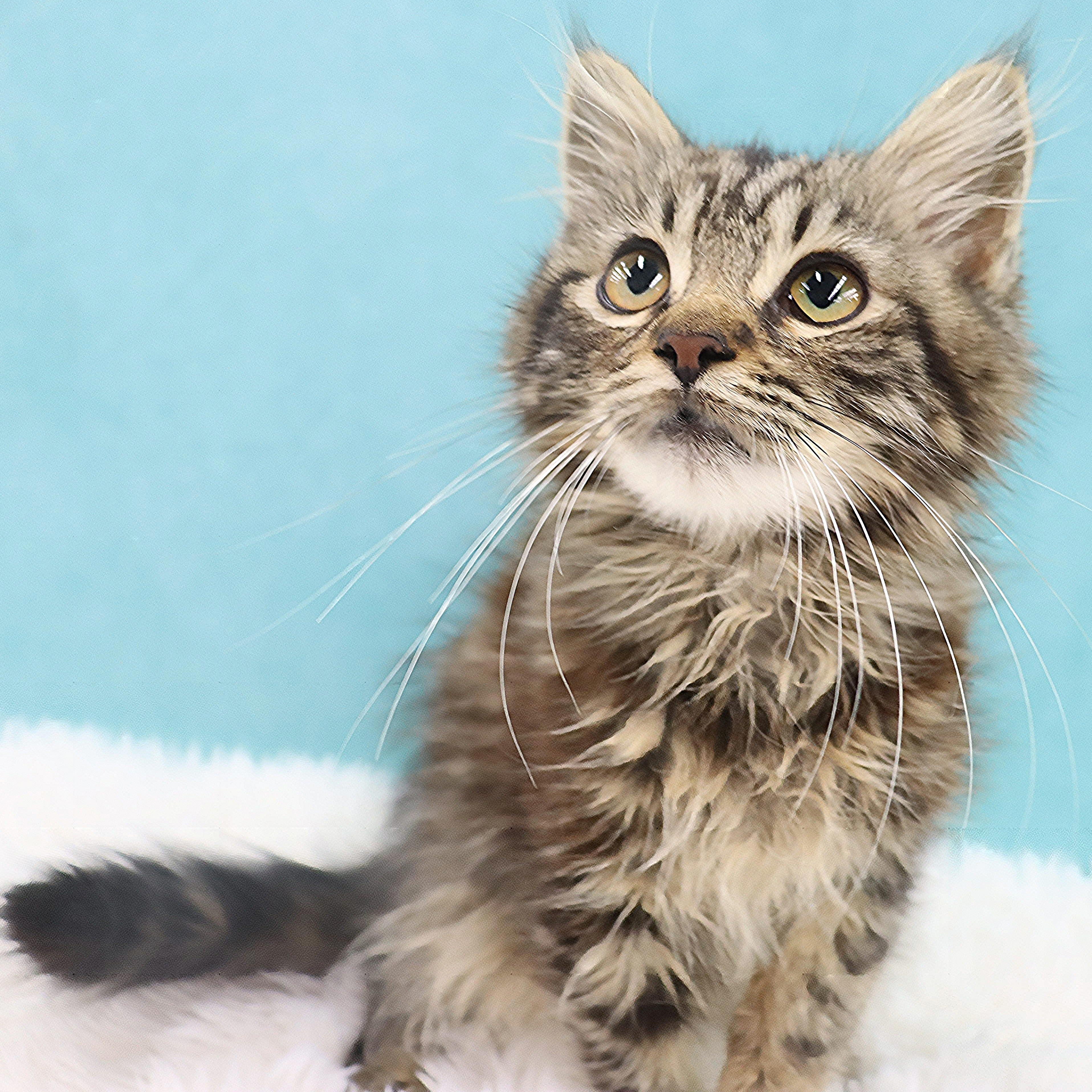 Mr. Molasses - Coming Soon!, an adopted mixed breed in League City, TX image 5/5