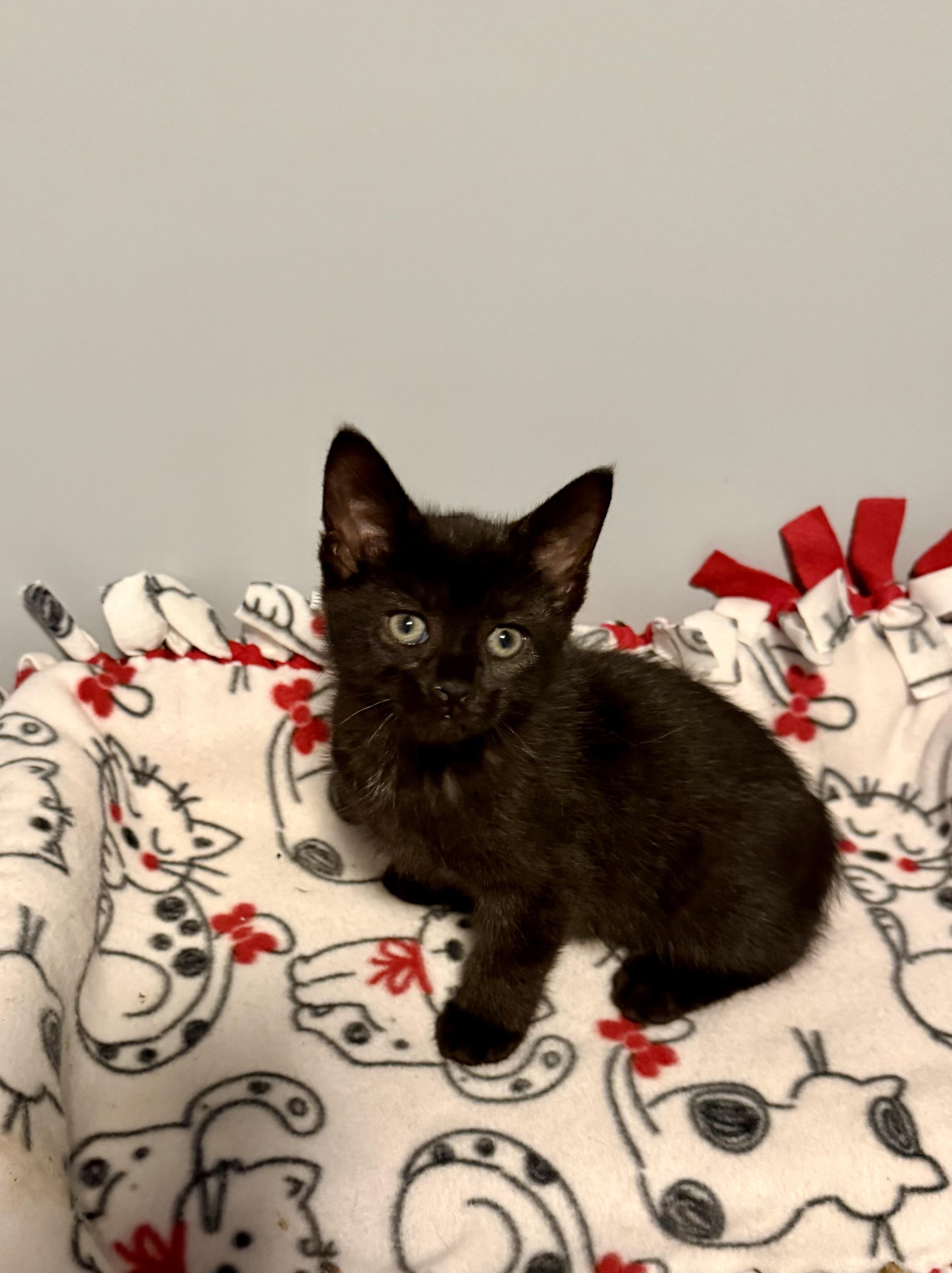 Connor, an adopted Domestic Short Hair in Franklin, OH image 2/3
