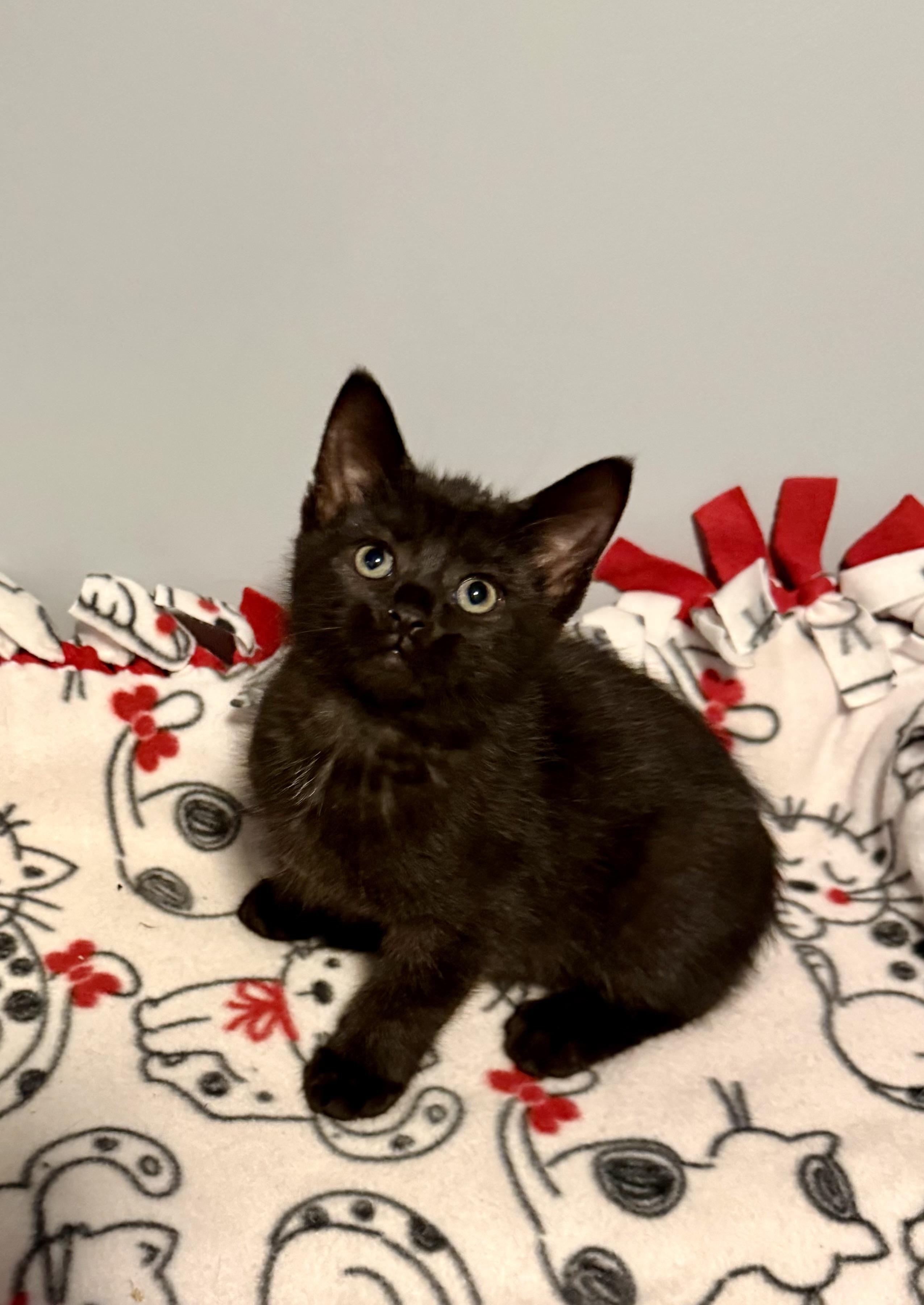 Connor, an adopted Domestic Short Hair in Franklin, OH image 1/3