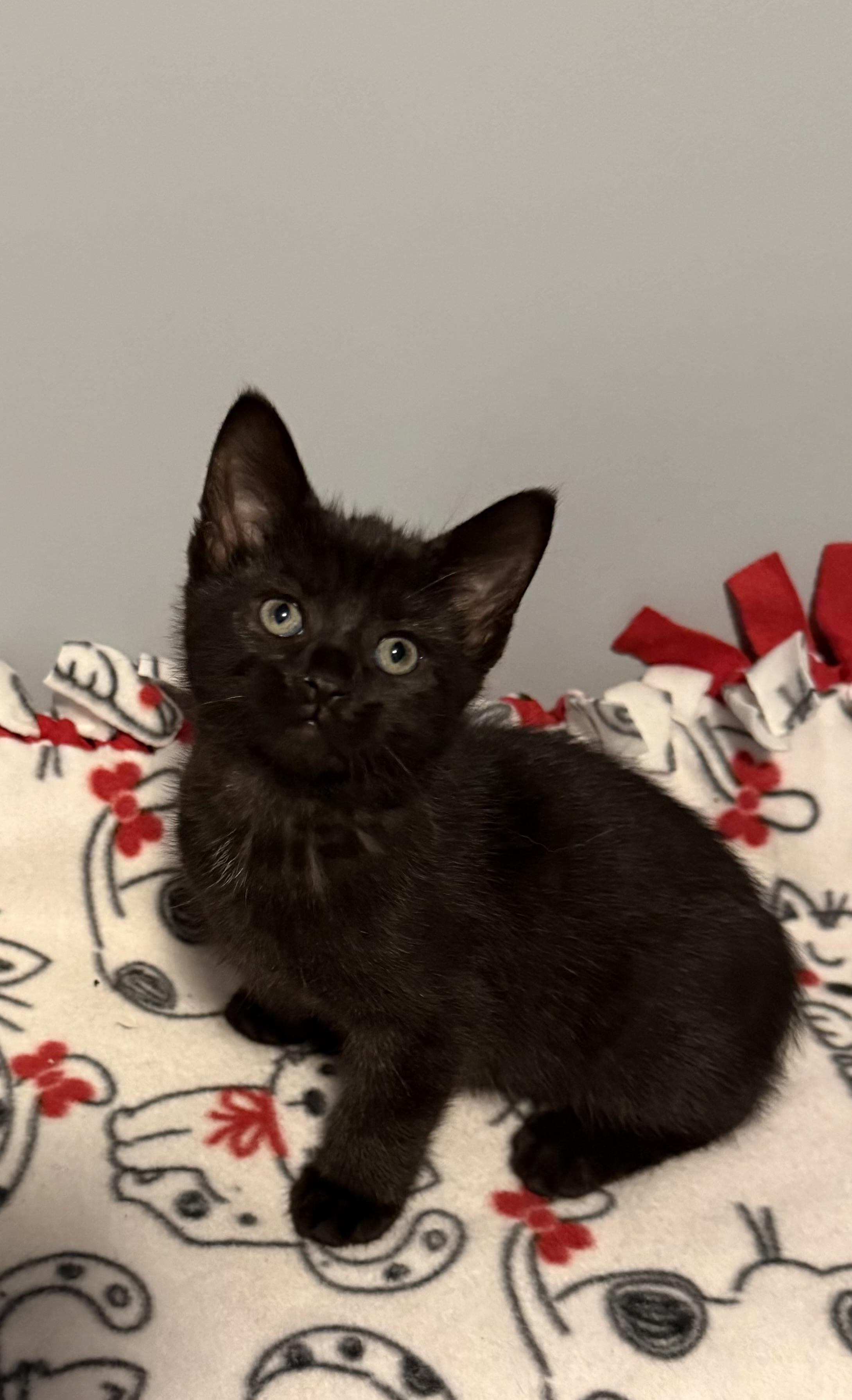 Connor, an adopted Domestic Short Hair in Franklin, OH image 3/3