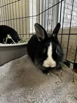 Enlarge Dolly, a ADOPTABLE Lionhead in Whitby, ON image 1/3
