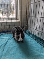 Enlarge Dolly, a ADOPTABLE Lionhead in Whitby, ON image 2/3