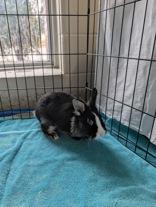 Enlarge Dolly, a ADOPTABLE Lionhead in Whitby, ON image 3/3