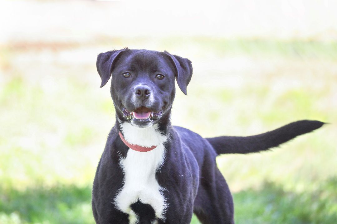 Enlarge Karma, a Adoptable mixed breed in Camp Hill, AL image 1/12