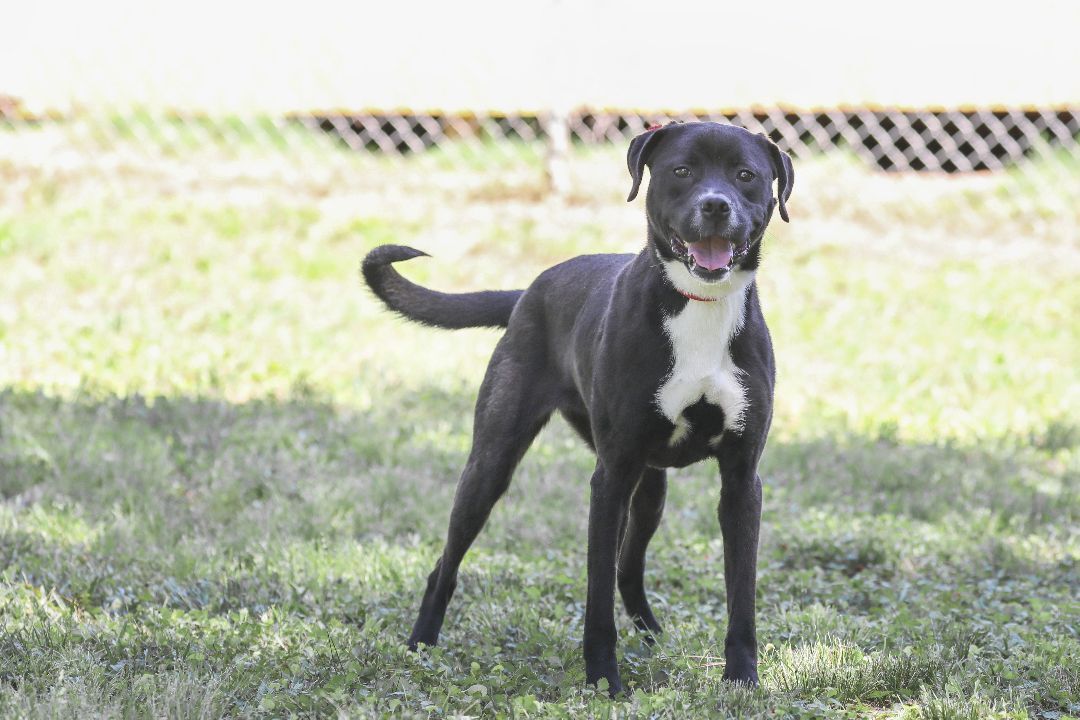 Enlarge Karma, a Adoptable mixed breed in Camp Hill, AL image 2/12
