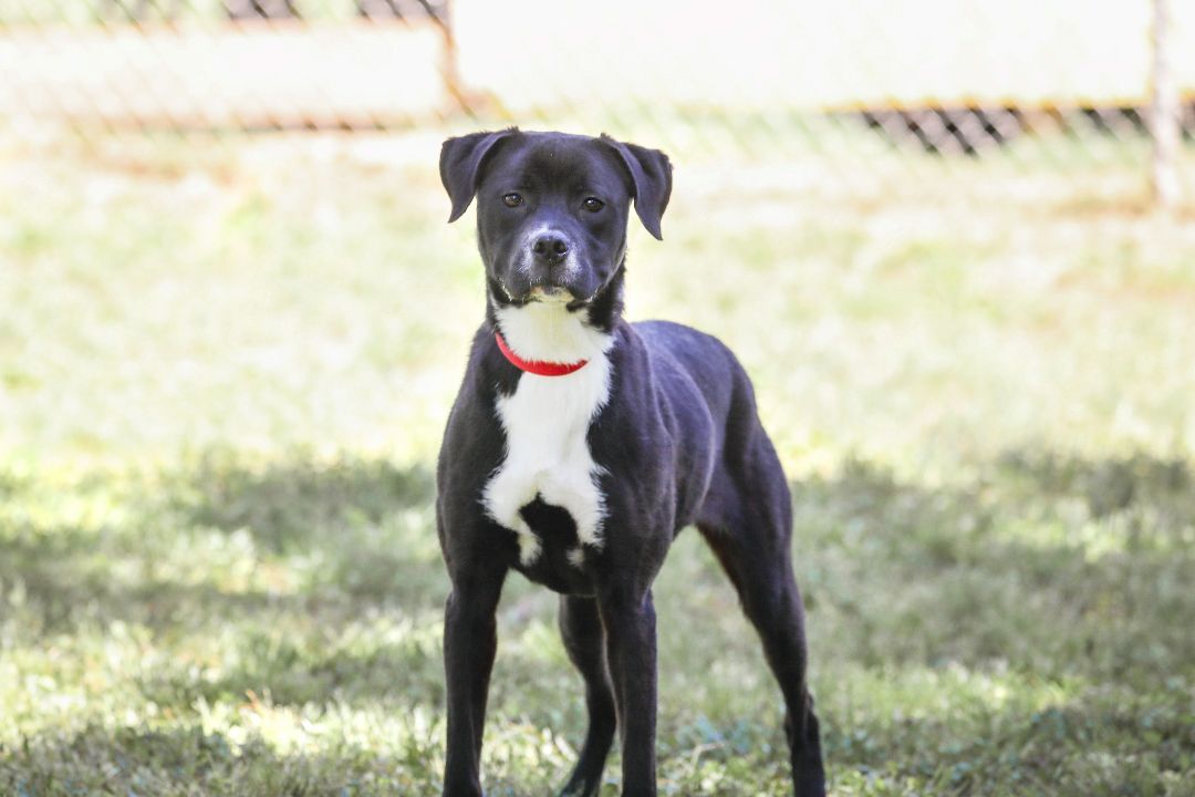 Enlarge Karma, a Adoptable mixed breed in Camp Hill, AL image 3/12