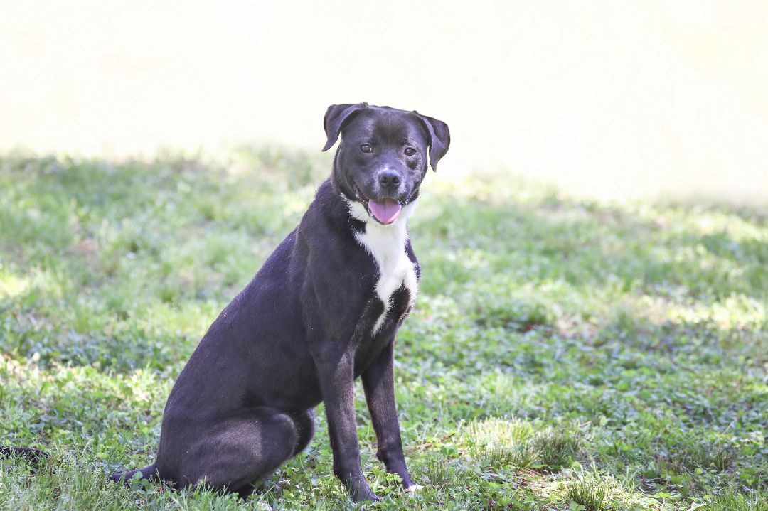Enlarge Karma, a Adoptable mixed breed in Camp Hill, AL image 5/12