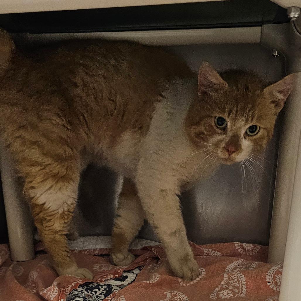 Gary, Adoptable, Adult Male Domestic Short Hair.