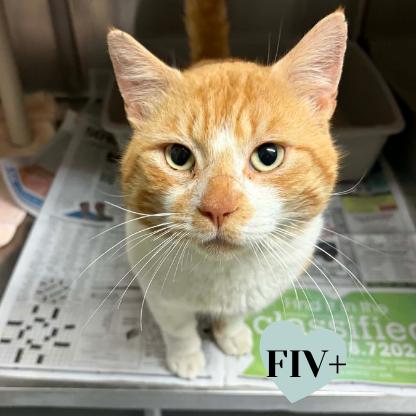 Enlarge Gary, a Adoptable Domestic Short Hair in Concord, NC image 2/3