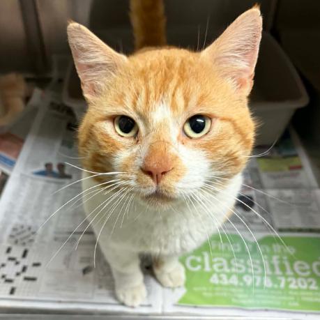 Enlarge Gary, a Adoptable Domestic Short Hair in Concord, NC image 3/3