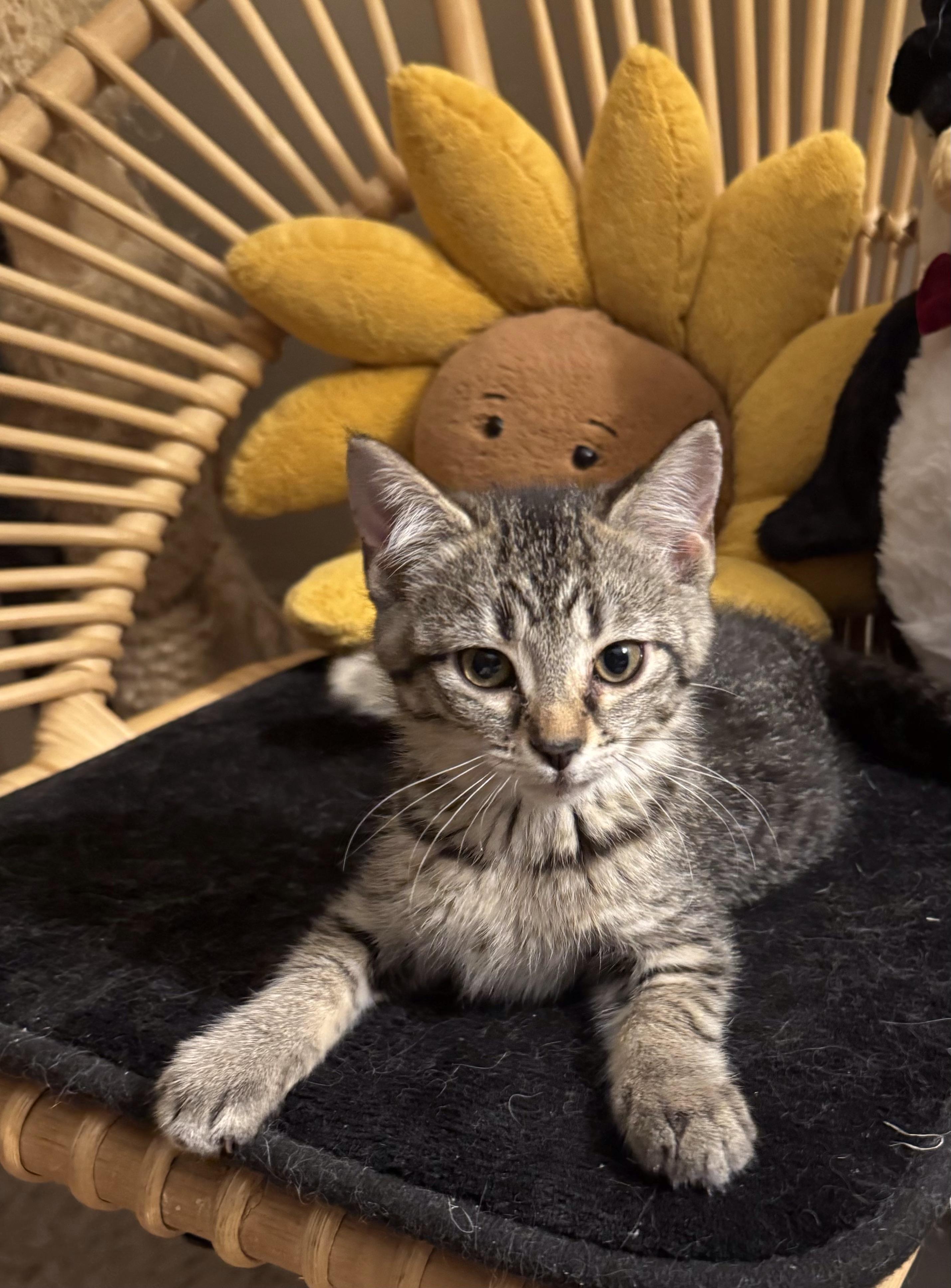 Cera, Adoptable, Kitten Female Domestic Short Hair.