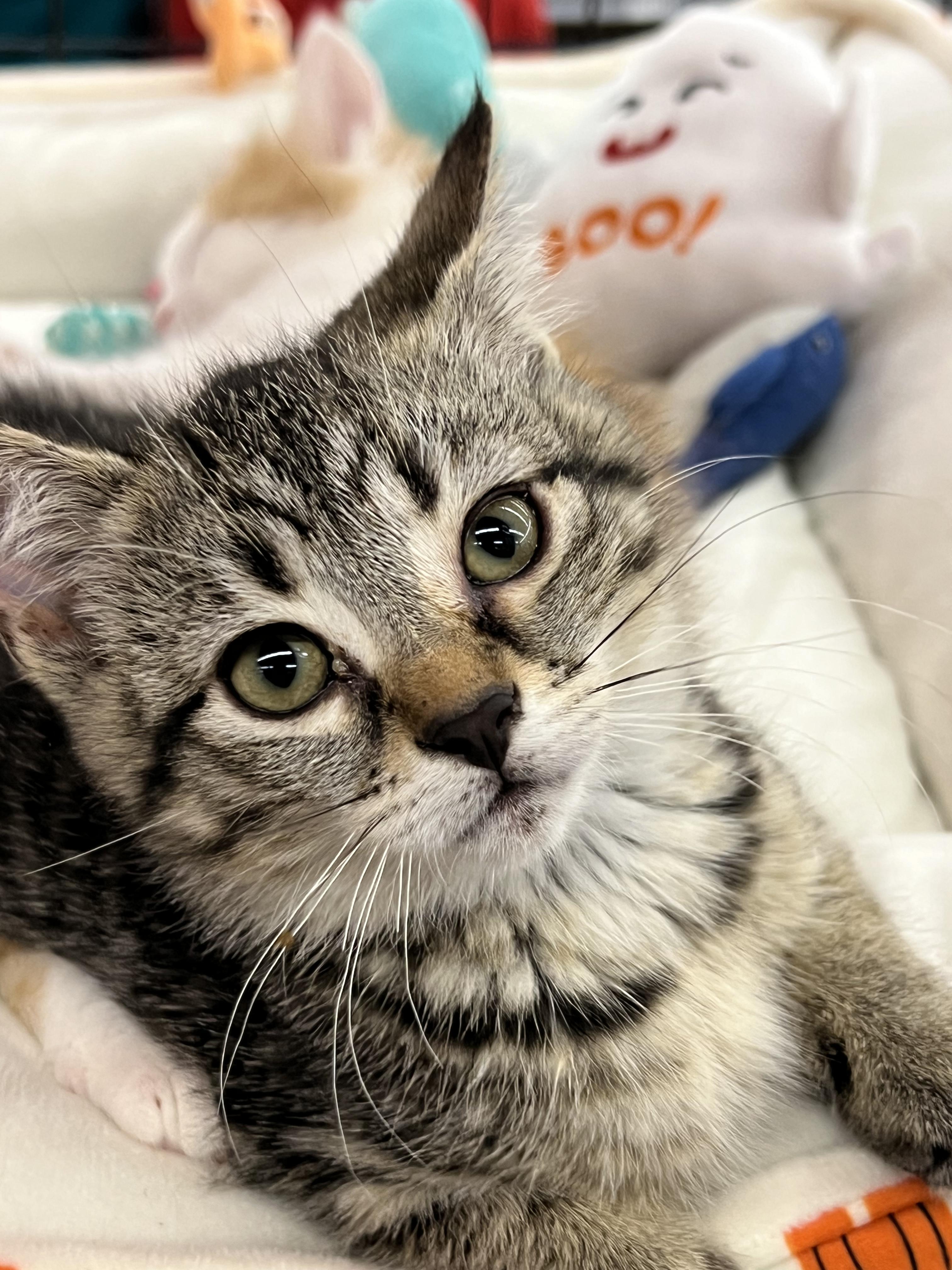 Enlarge Cera, a Adoptable Domestic Short Hair in Pickering, ON image 2/3