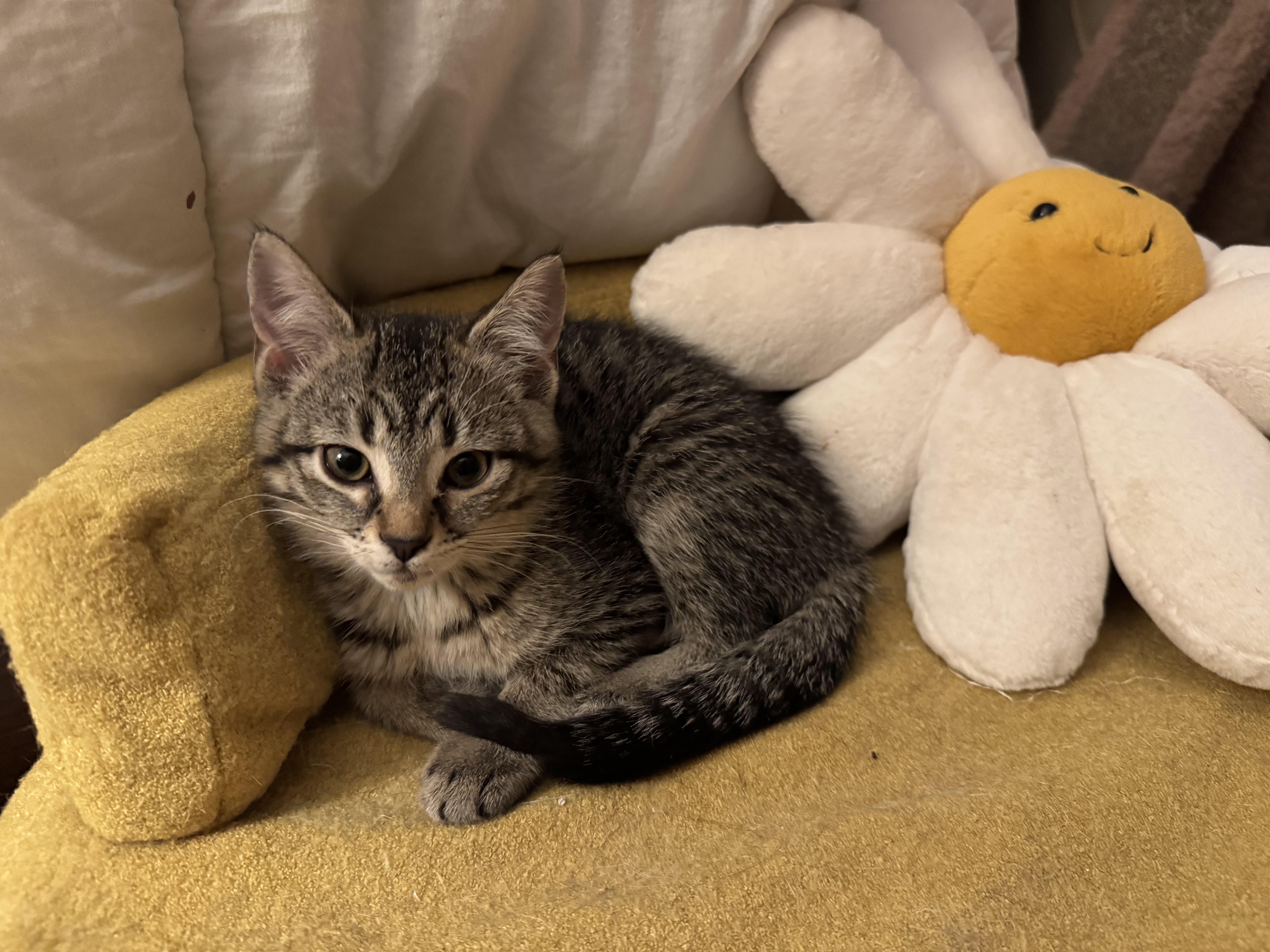 Enlarge Cera, a Adoptable Domestic Short Hair in Pickering, ON image 3/3