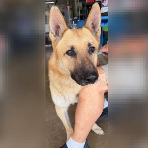 Ricky, Adoptable, Adult Male German Shepherd Dog.
