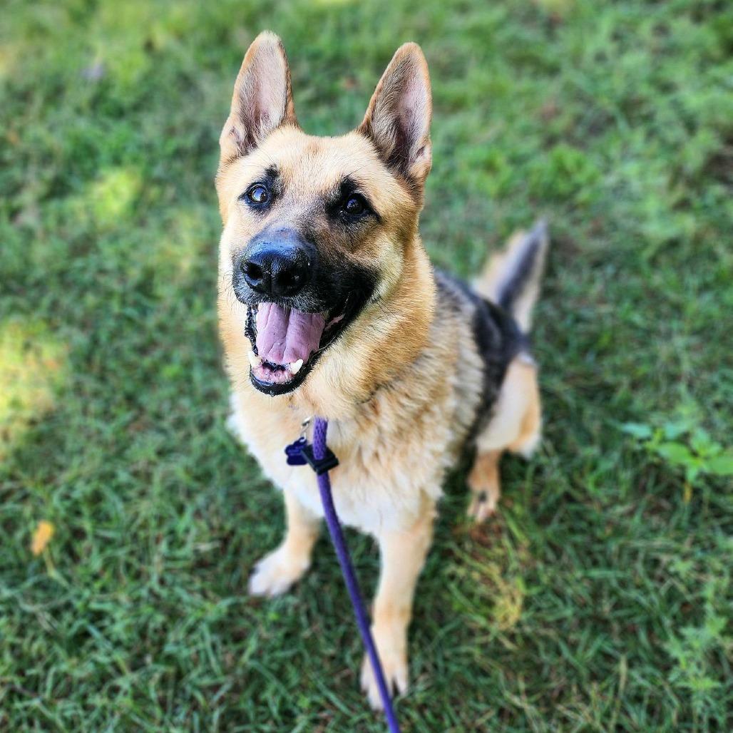 Enlarge Ricky, a Adoptable German Shepherd Dog in Denison, TX image 3/5