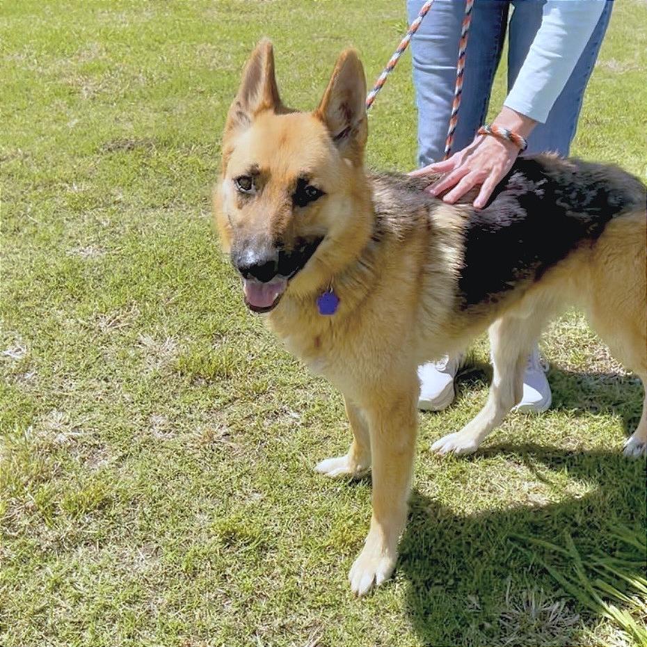 Enlarge Ricky, a Adoptable German Shepherd Dog in Denison, TX image 4/5