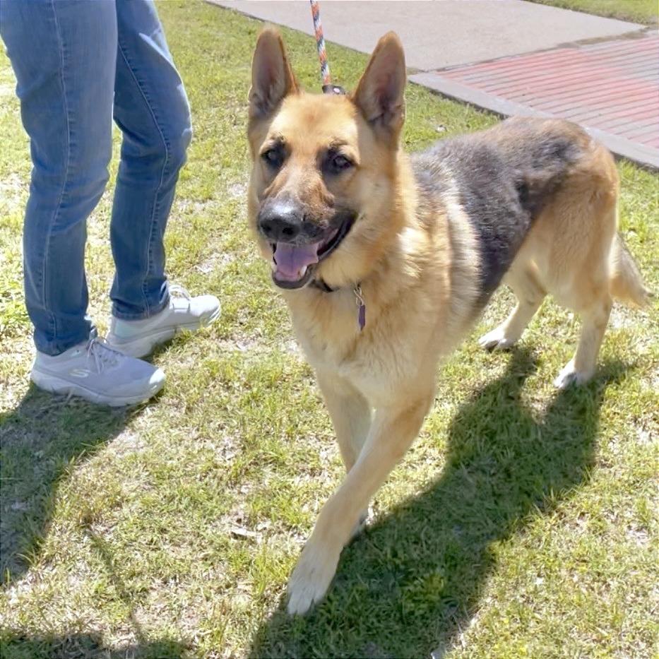 Enlarge Ricky, a Adoptable German Shepherd Dog in Denison, TX image 5/5