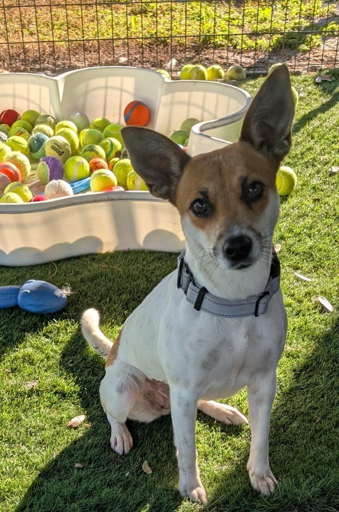 Cagney-1 yo Sweet Girl, Adoptable, Young Female Rat Terrier & Chihuahua.