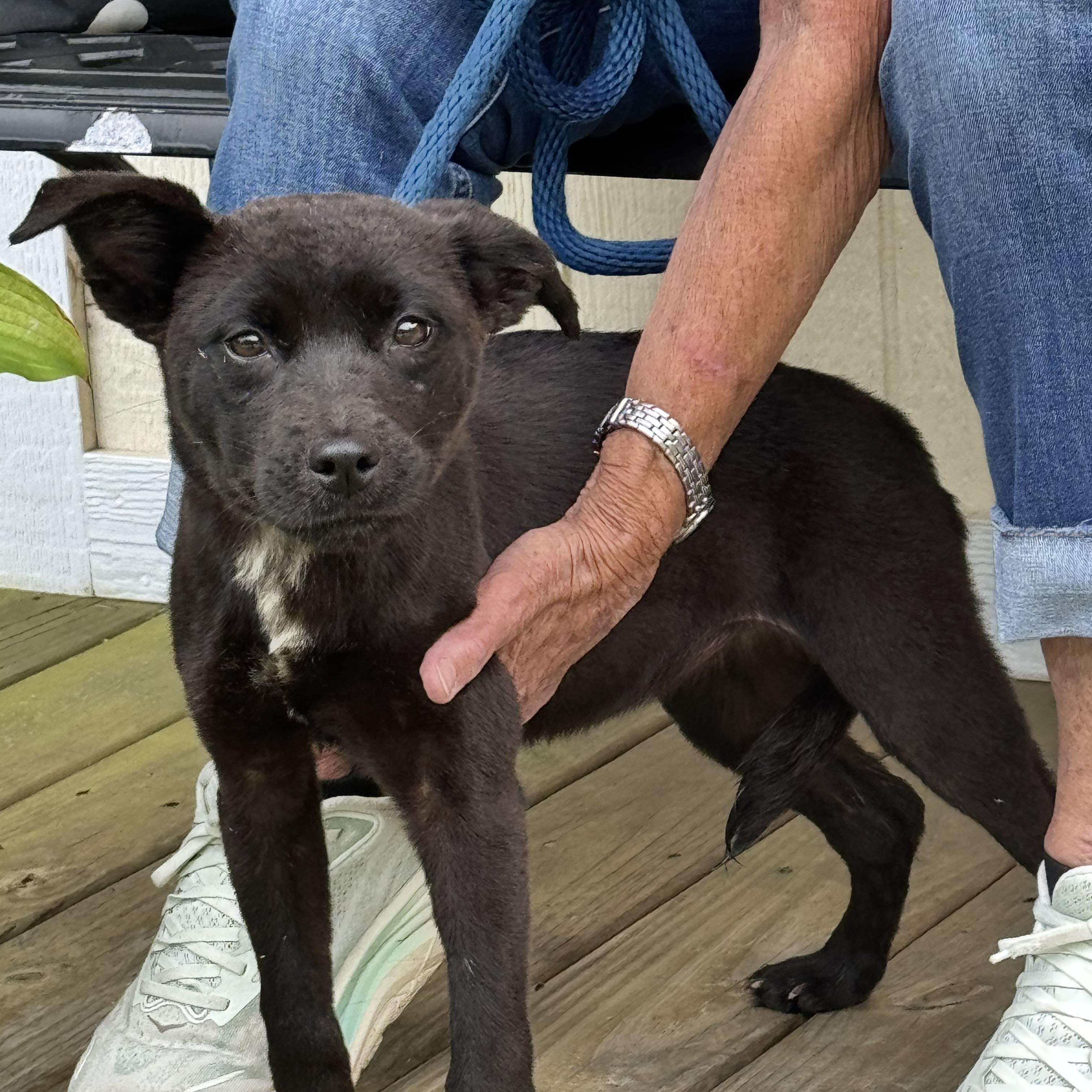 Enlarge Verity, a Adoptable mixed breed in Richmond, VA image 3/6
