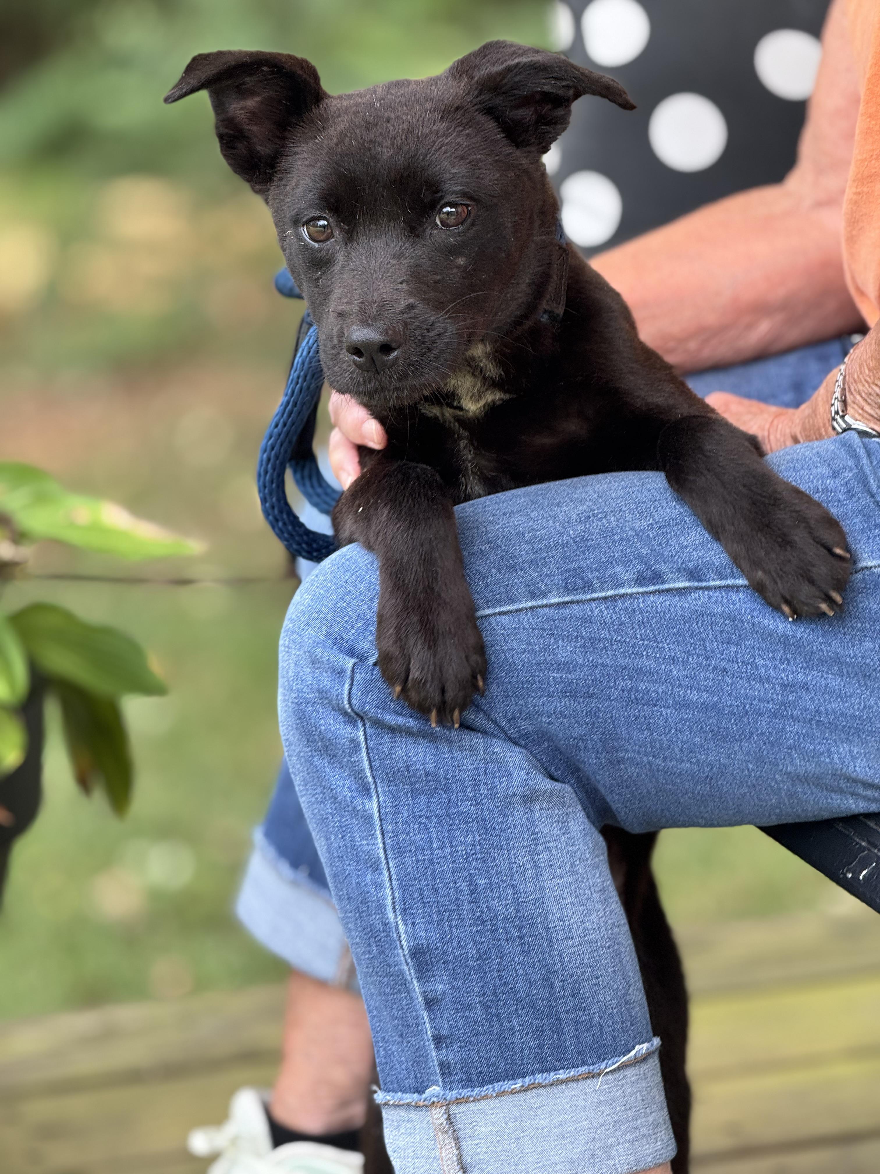 Enlarge Verity, a Adoptable mixed breed in Richmond, VA image 2/6