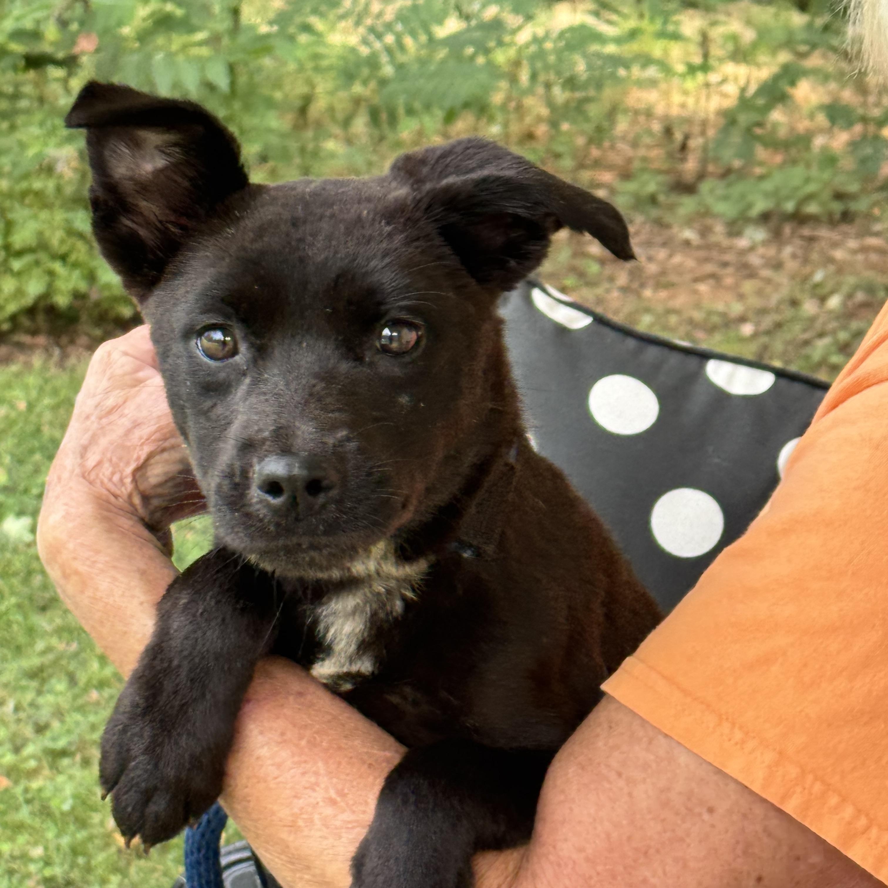 Enlarge Verity, a Adoptable mixed breed in Richmond, VA image 4/6