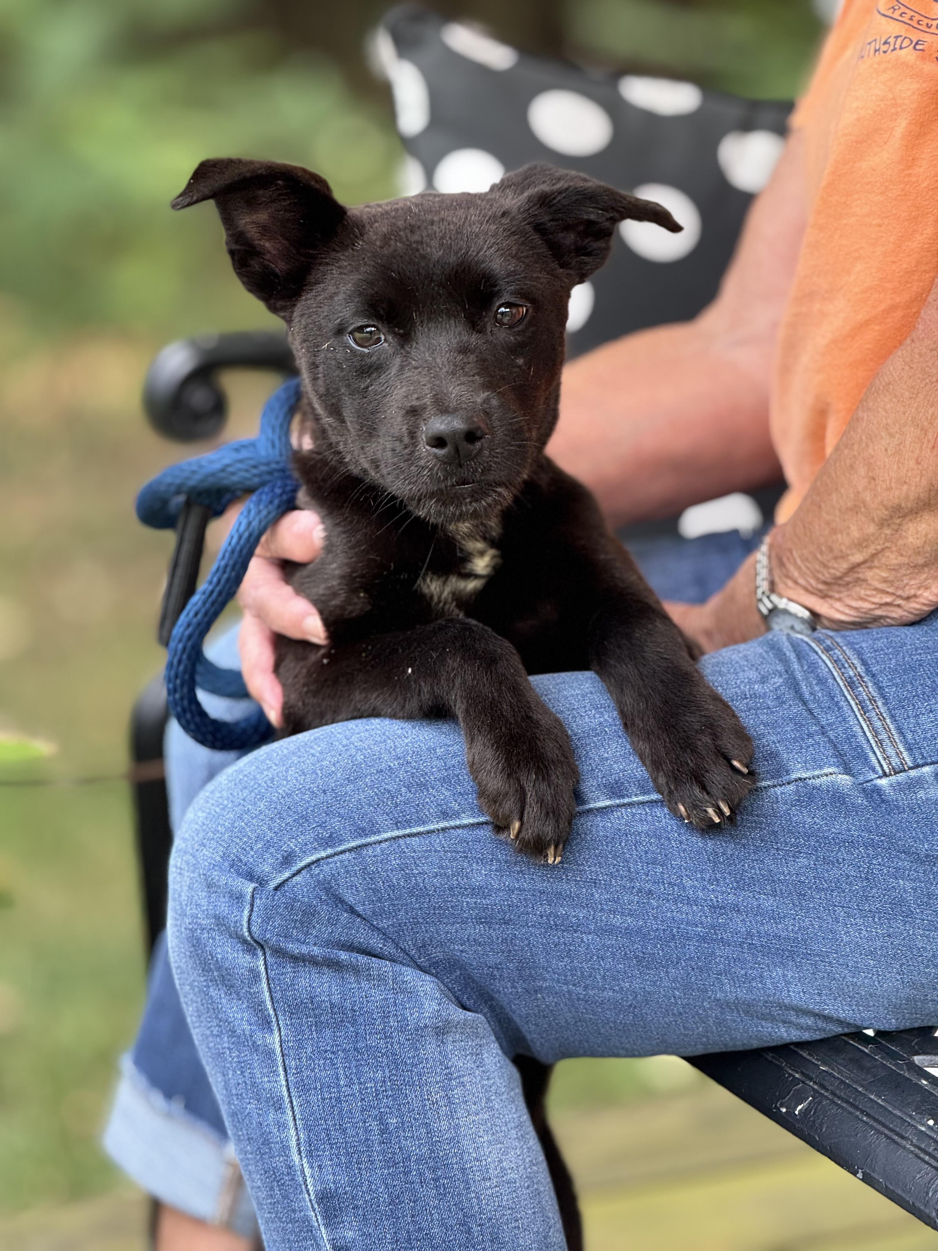 Enlarge Verity, a Adoptable mixed breed in Richmond, VA image 6/6