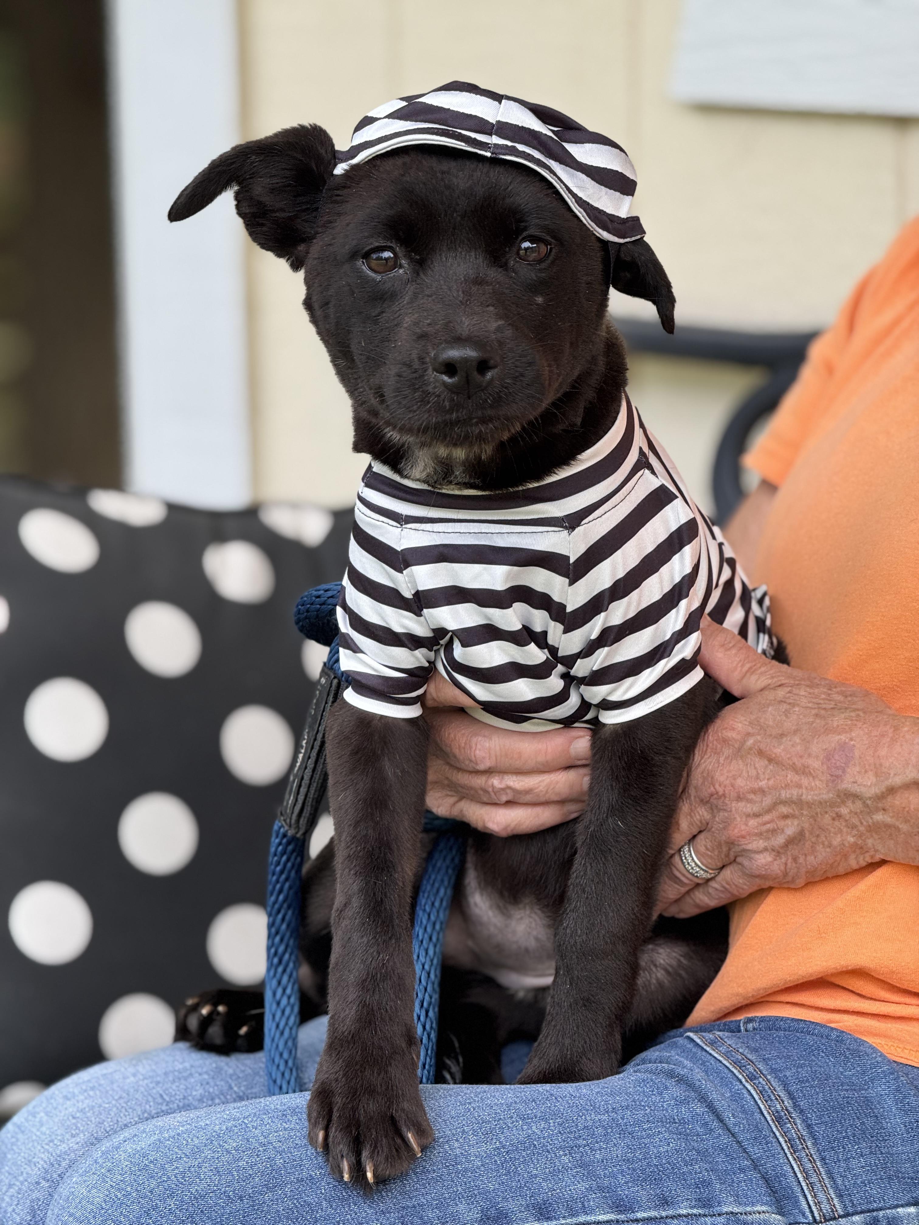 Verity, Adoptable, Young Female Terrier.
