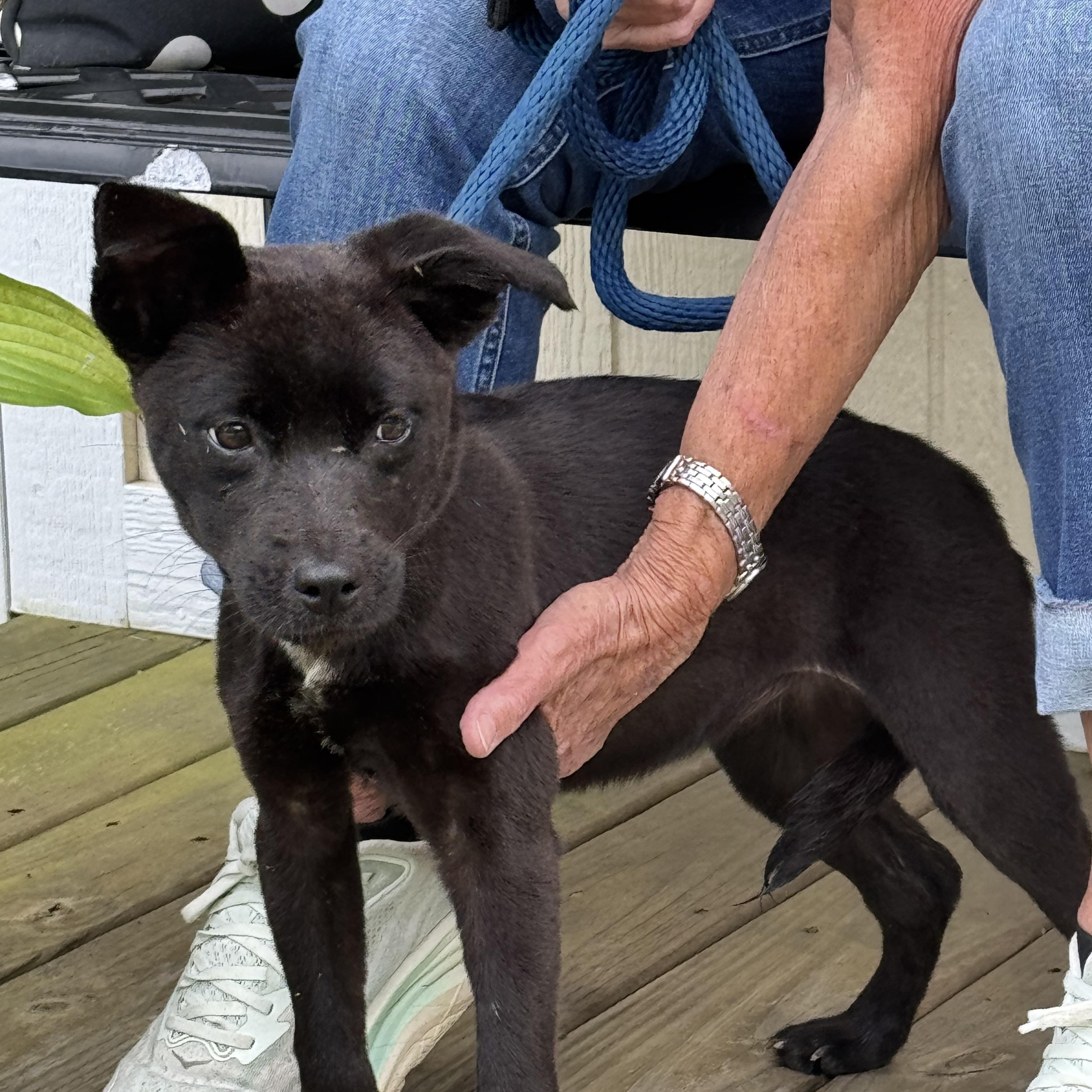 Enlarge Verity, a Adoptable mixed breed in Richmond, VA image 5/6