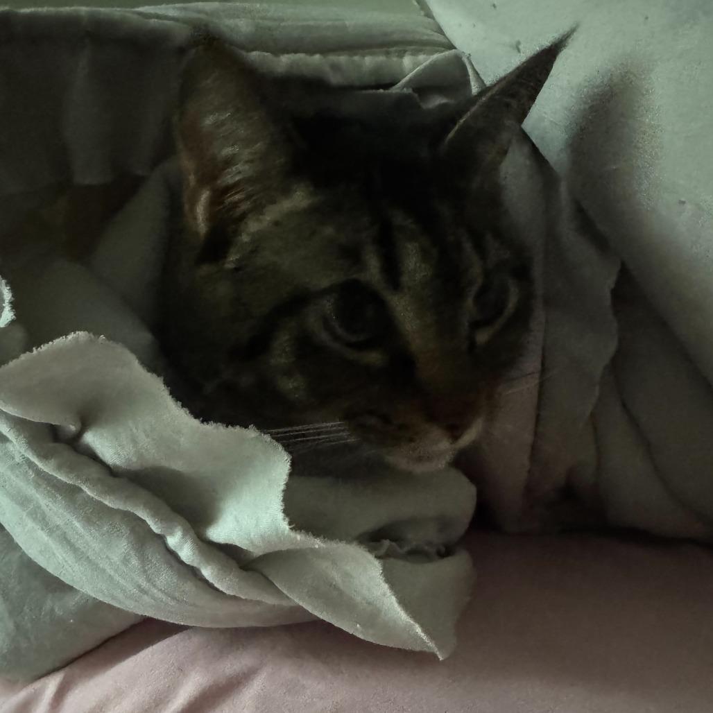 Penny, Adoptable, Adult Female Domestic Short Hair.