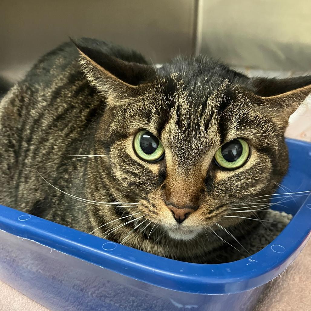 Enlarge Penny, a Adoptable Domestic Short Hair in Valdosta , GA image 1/1