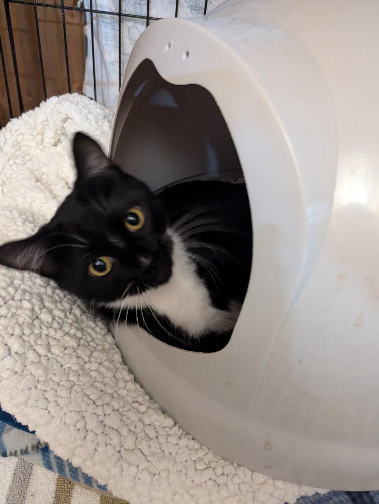 Enlarge Bobbie 0124, a Adoptable Domestic Short Hair in Sonora, CA image 2/2