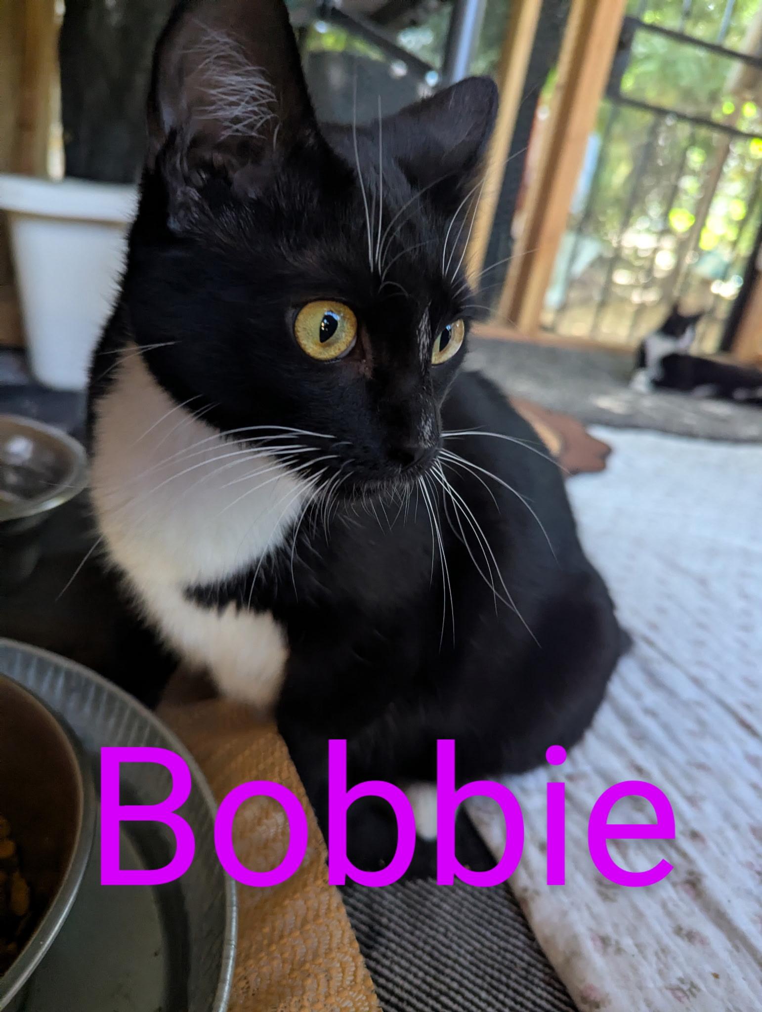 Bobbie 0124, Adoptable, Adult Female Domestic Short Hair.