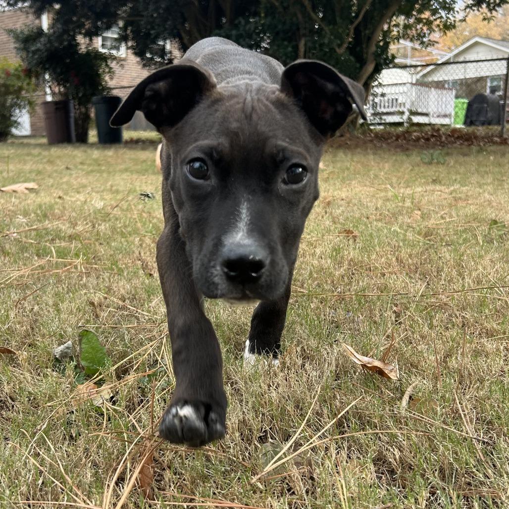 Rastelli, Adoptable, Puppy Male Labrador Retriever.