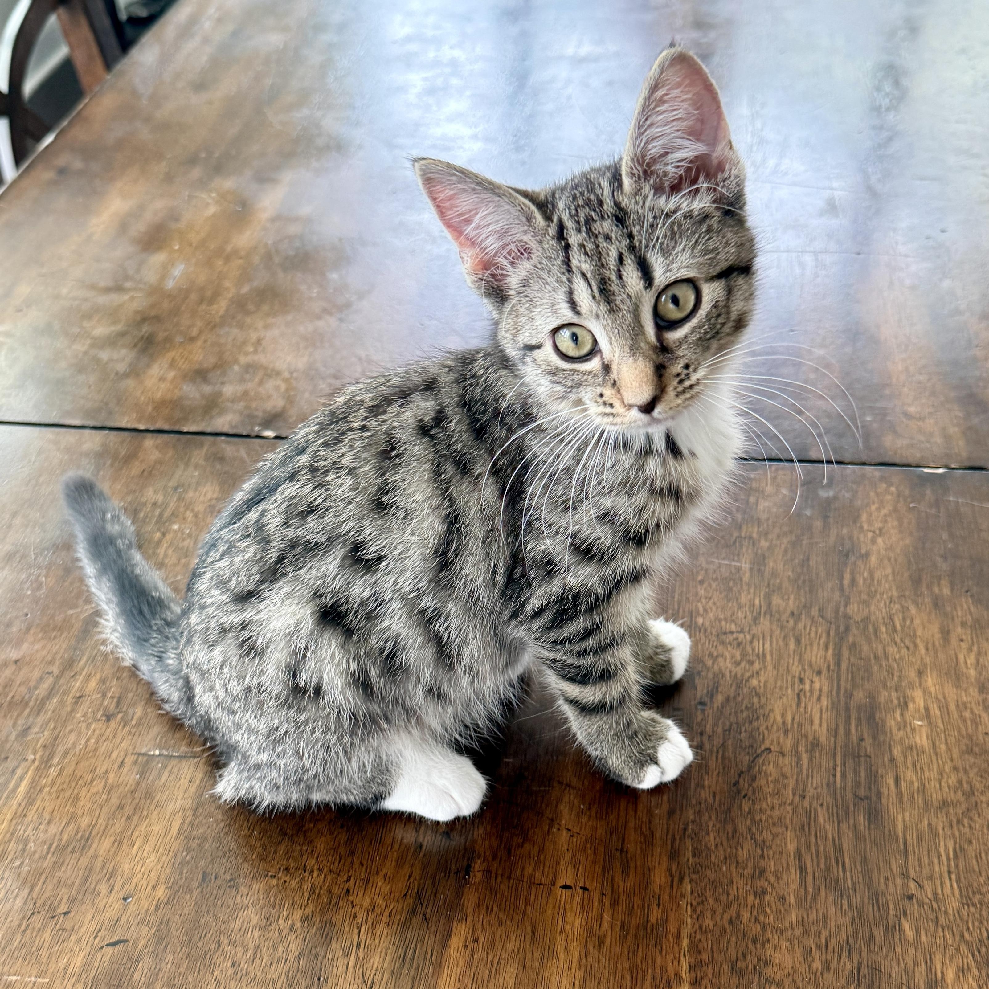 Enlarge Bleu Cheese, an adopted Domestic Short Hair in Richmond, VA image 1/1