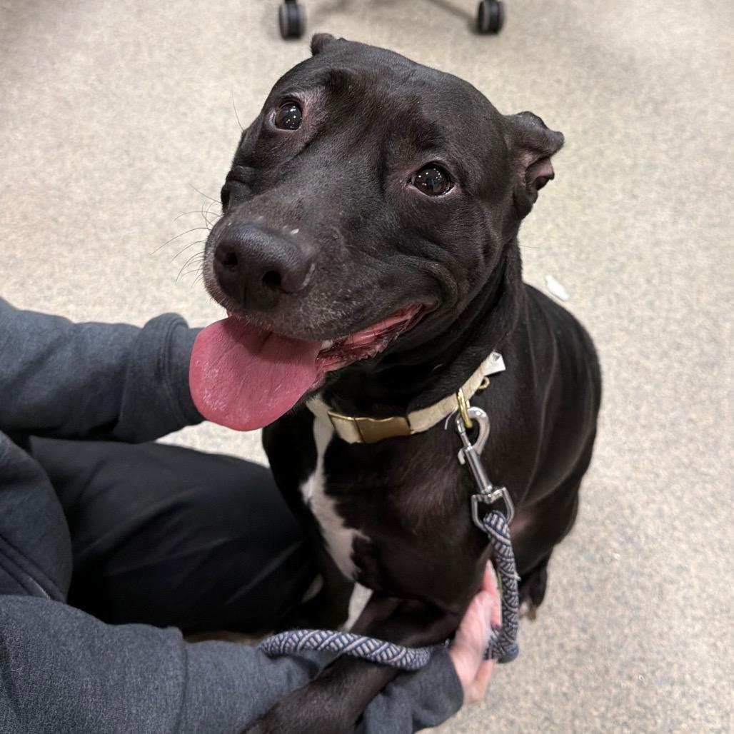 Enlarge Raven, a Adoptable Mixed Breed in Jacksonville, FL image 1/1